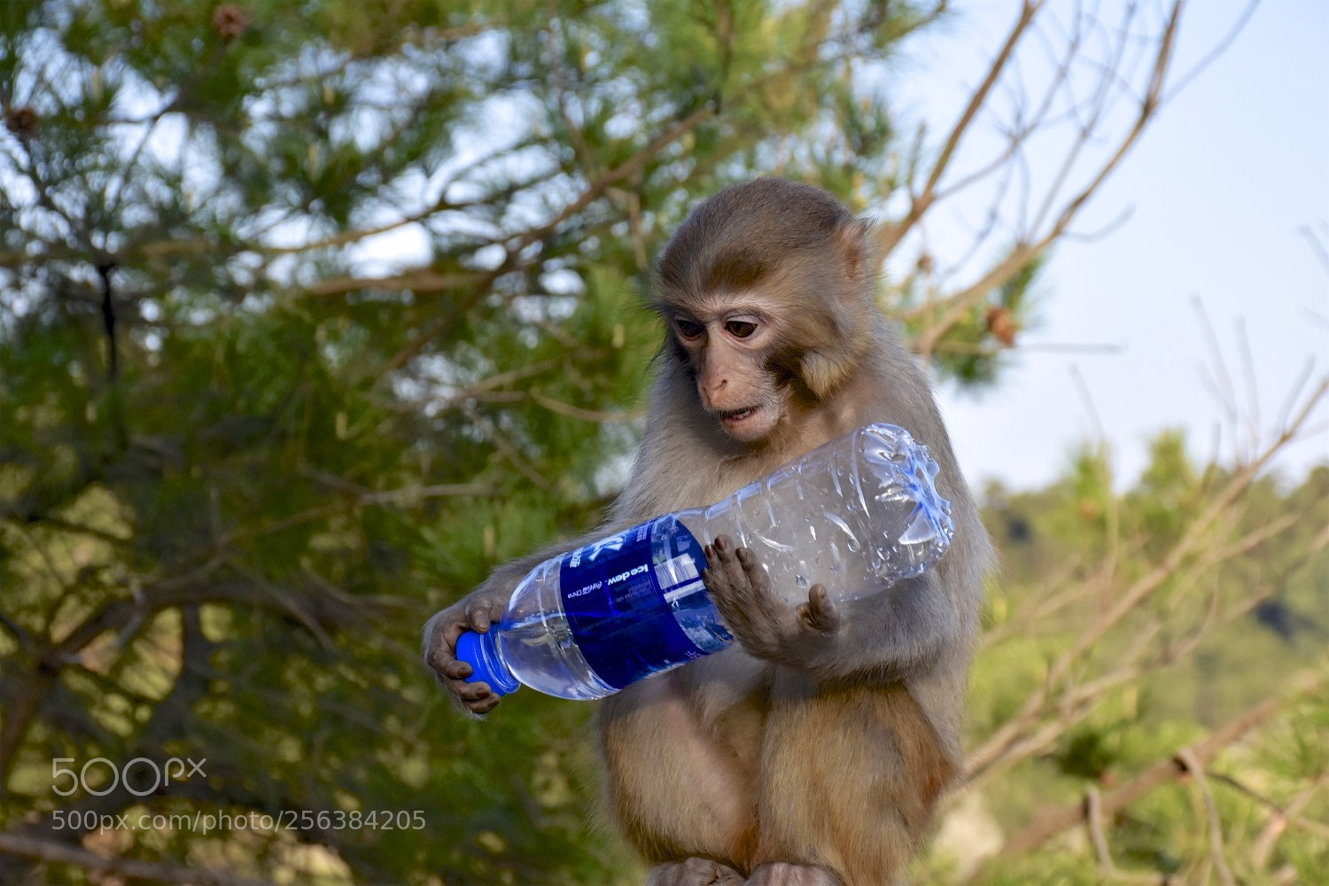 Nikon D7200 sample photo. Mischievousmonkeysofzhangjiajie photography