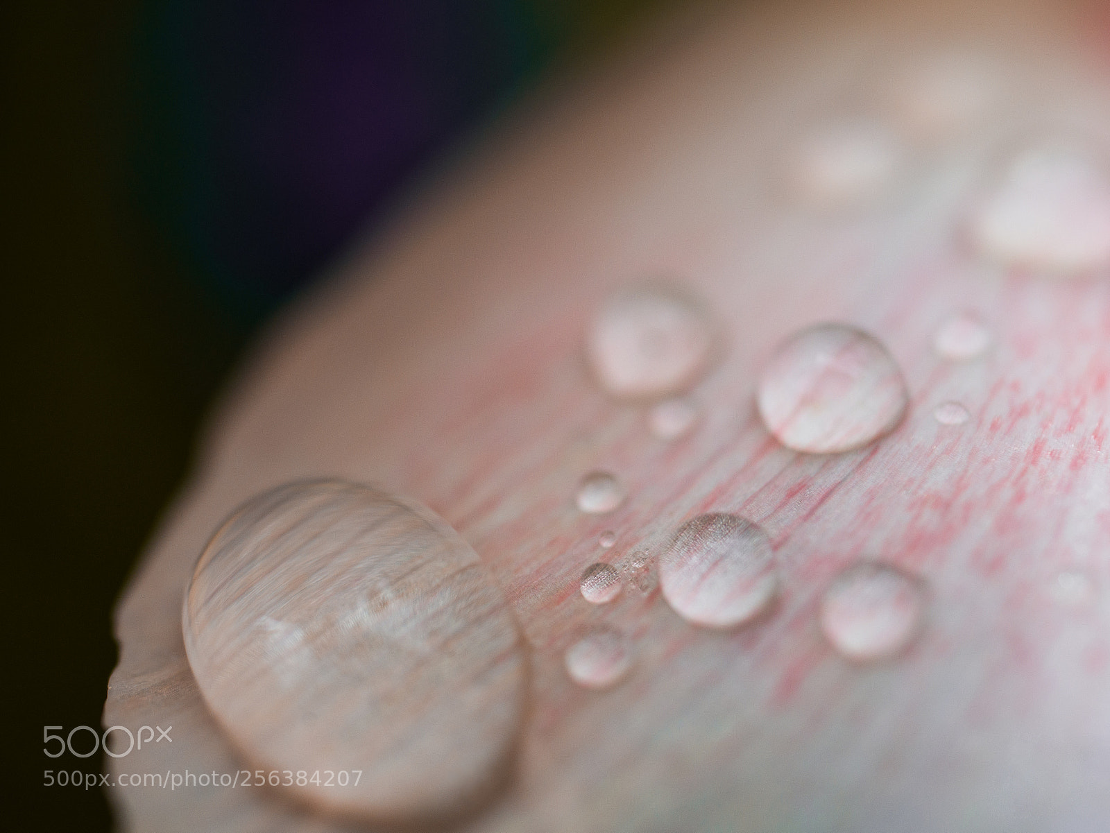 Panasonic Lumix DMC-GX8 sample photo. Waterdrops on flower photography