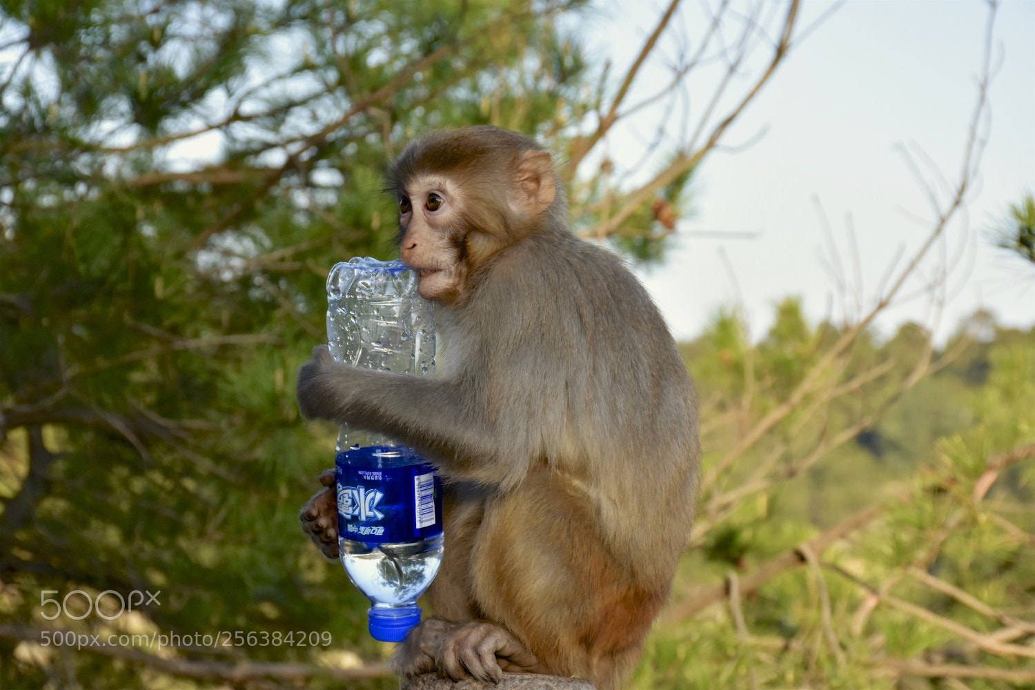Nikon D7200 sample photo. Mischievousmonkeysofzhangjiajie photography