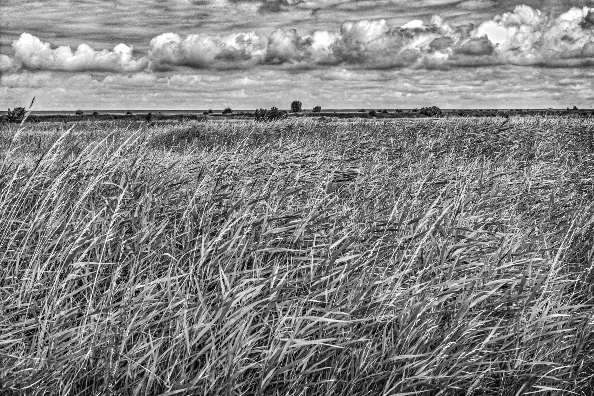 Leica M Monochrom (Typ 246) sample photo. Landscape near the north sea photography