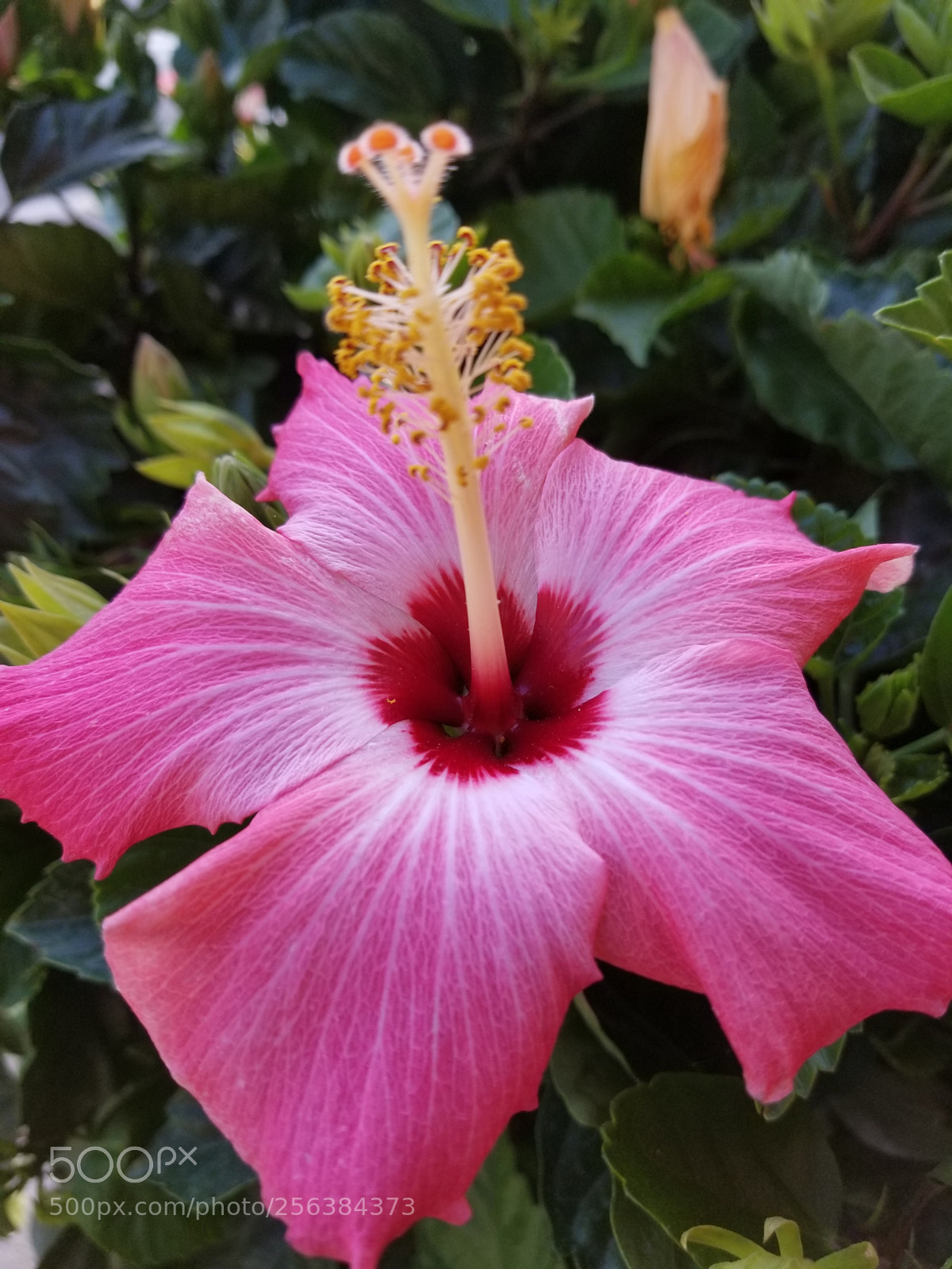 Samsung Galaxy S8+ sample photo. Passing by photography