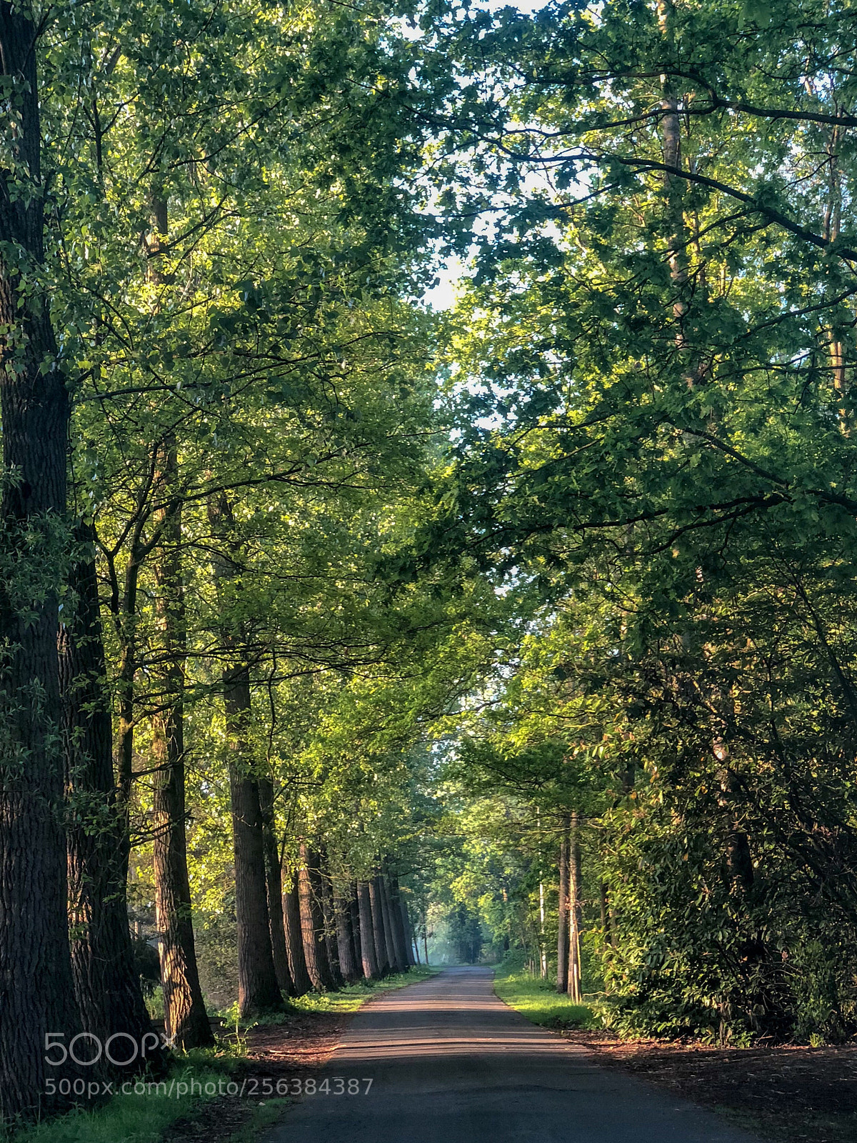 Apple iPhone X sample photo. Road to work photography
