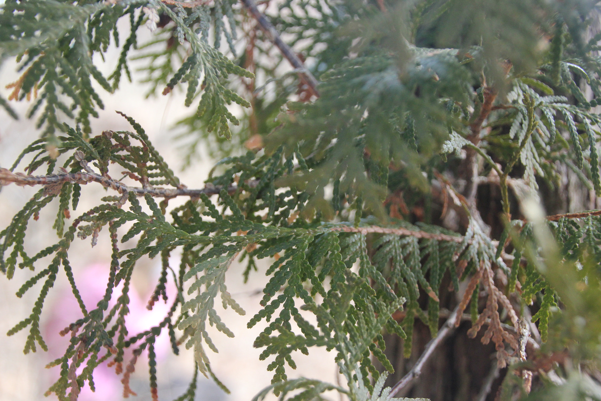 Canon EOS 550D (EOS Rebel T2i / EOS Kiss X4) sample photo. Close and personal photography