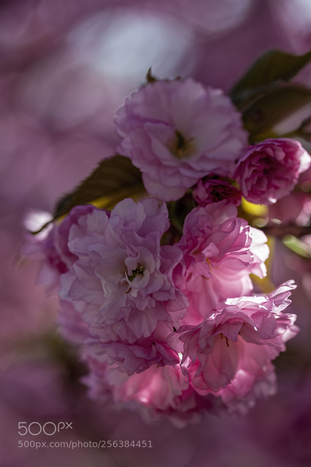 Canon EOS 5D Mark II sample photo. Cherry blossoms photography