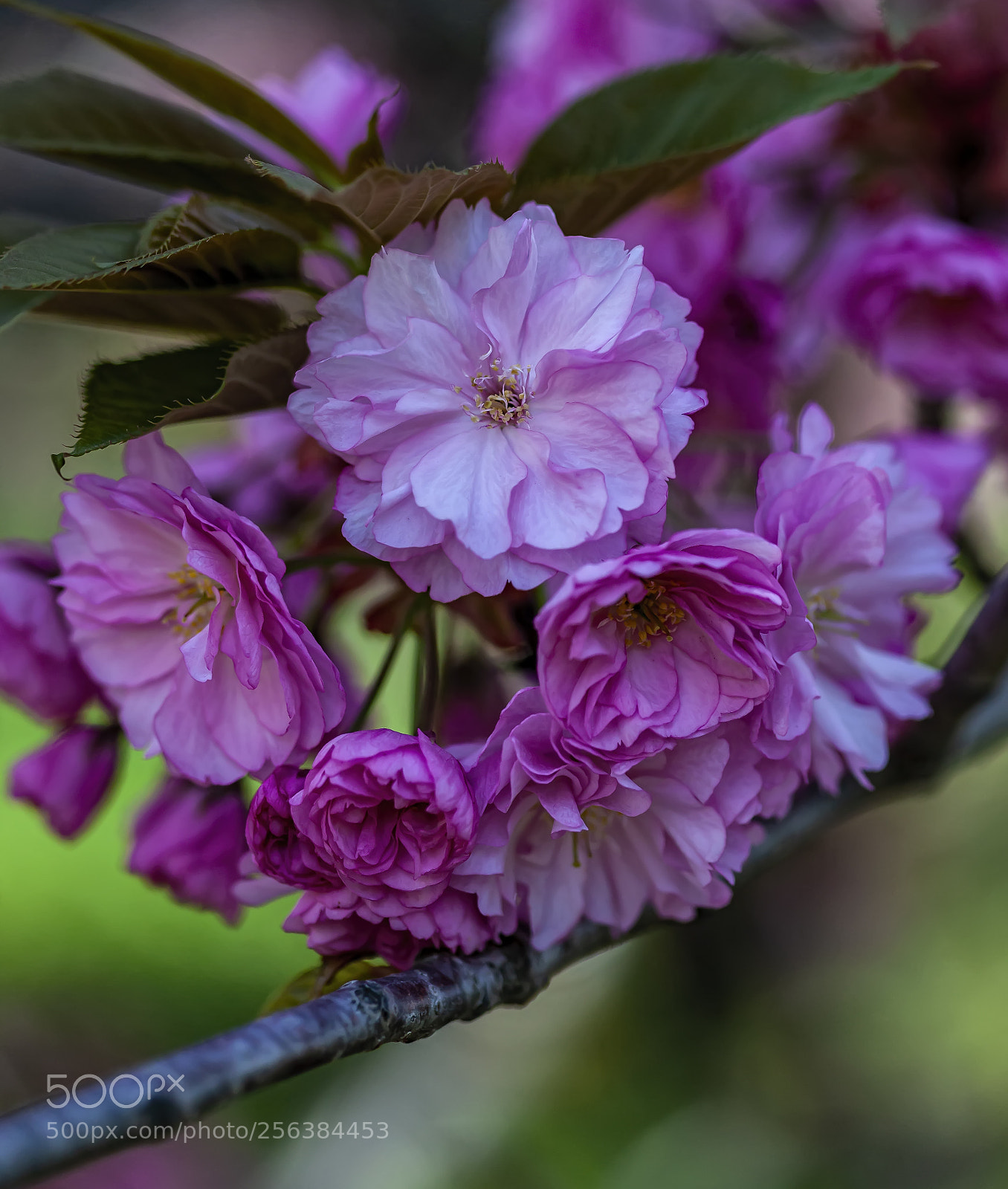 Canon EOS 5D Mark II sample photo. Cherry blossoms photography