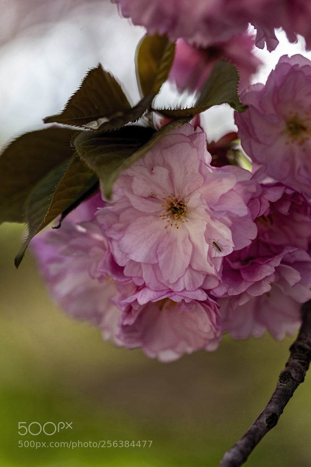 Canon EOS 5D Mark II sample photo. Cherry blossoms photography