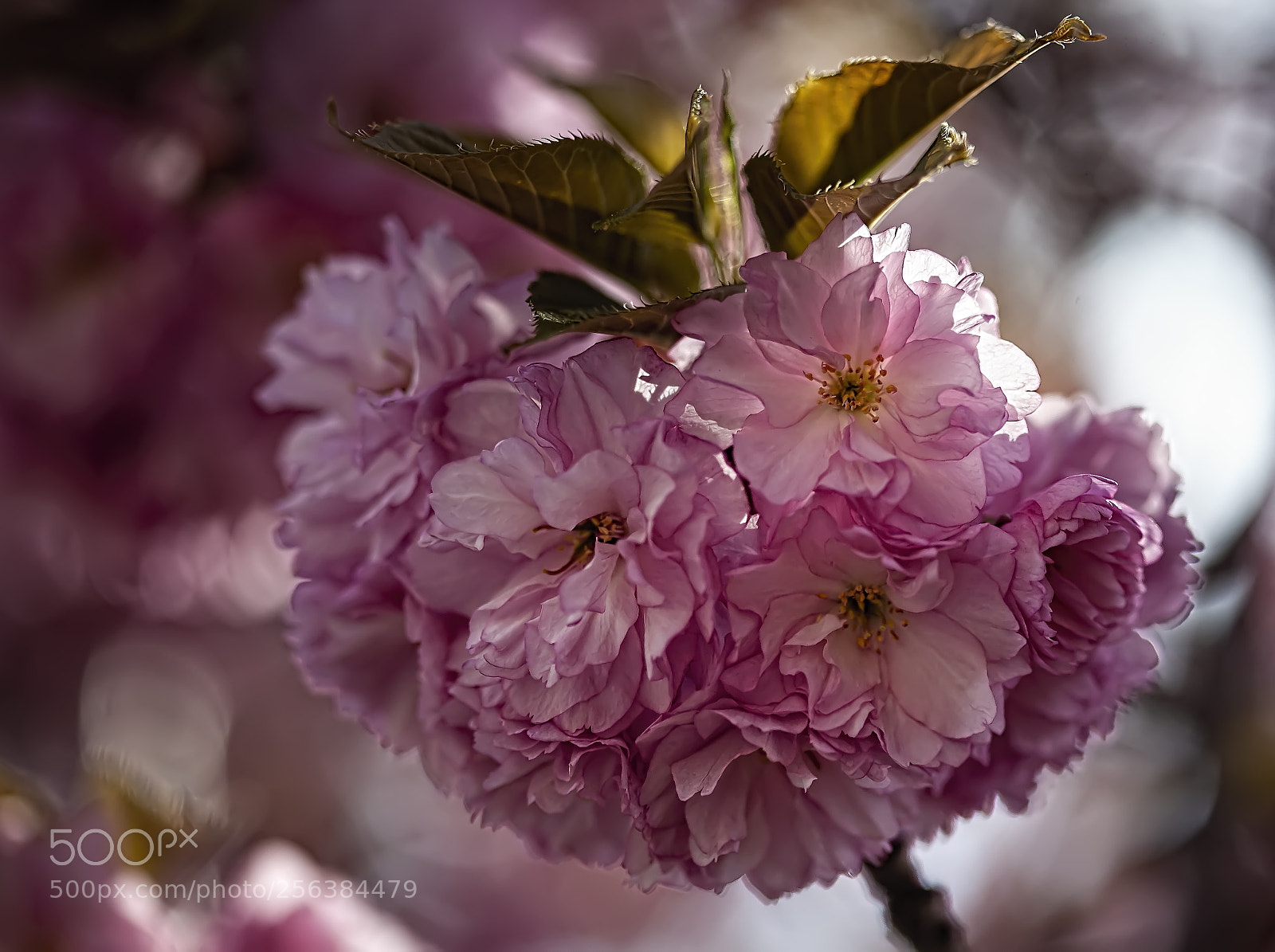Canon EOS 5D Mark II sample photo. Cherry blossoms photography
