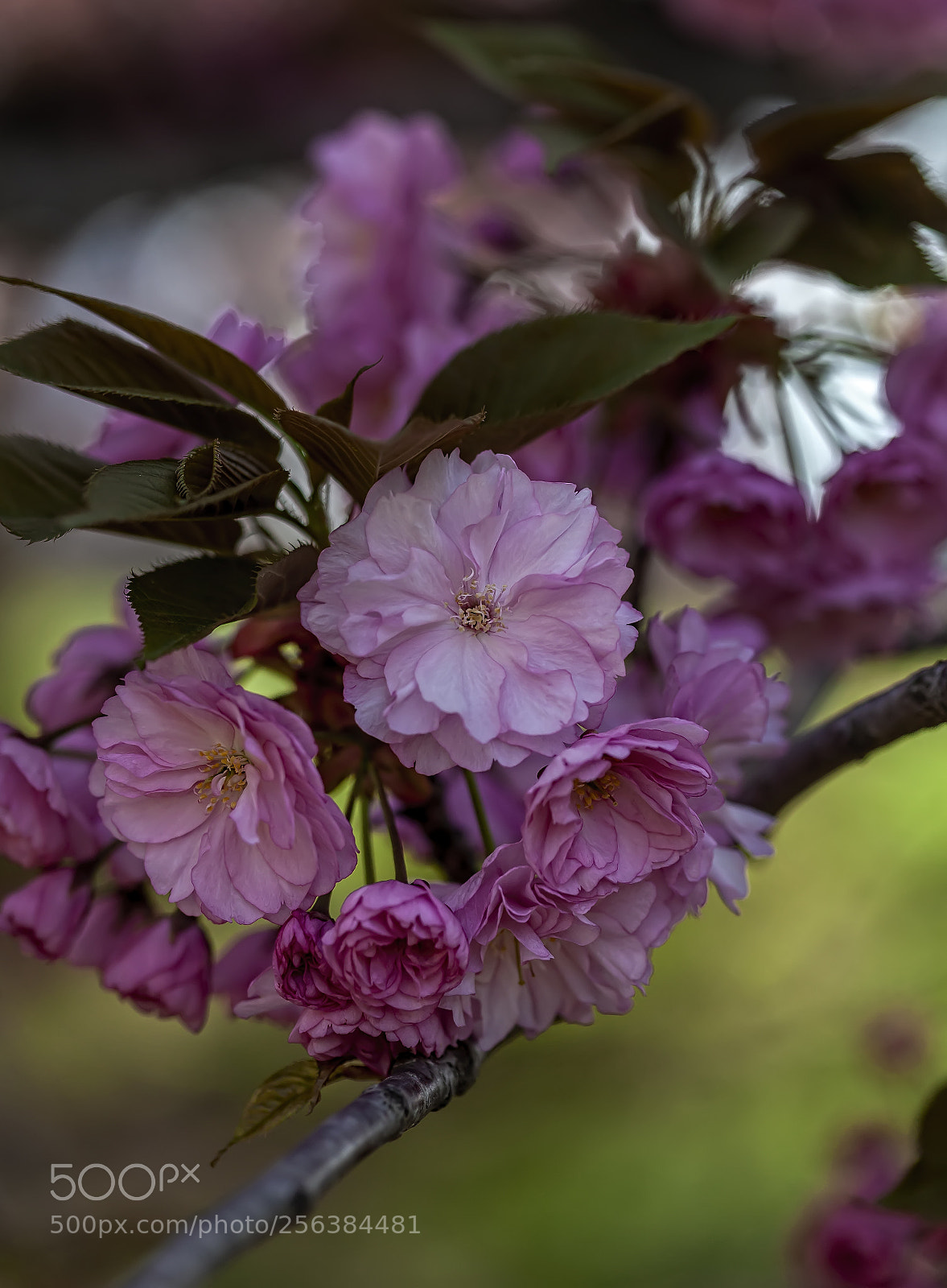 Canon EOS 5D Mark II sample photo. Cherry blossoms photography
