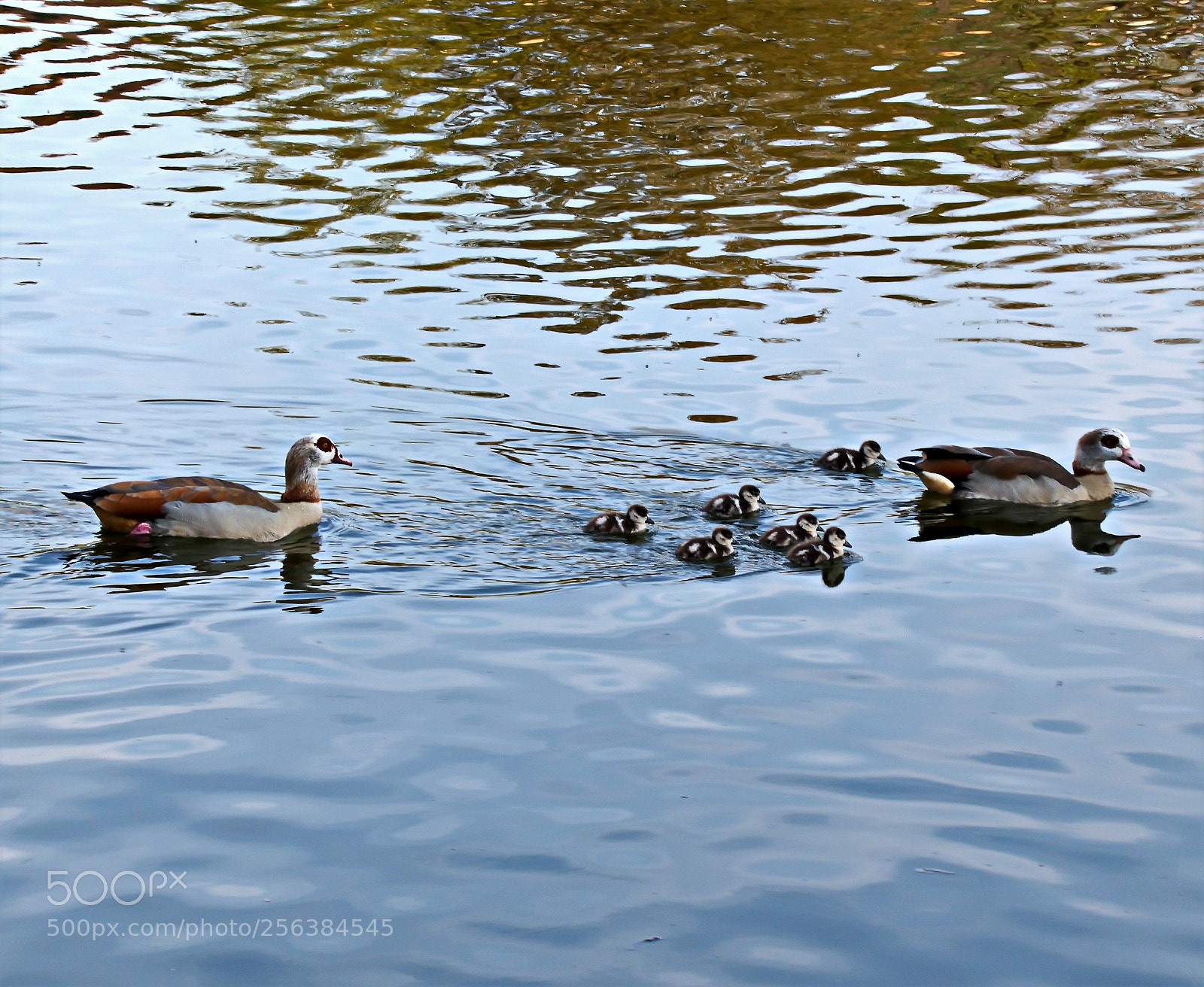 Panasonic Lumix DMC-FZ1000 sample photo. Vvvv () photography
