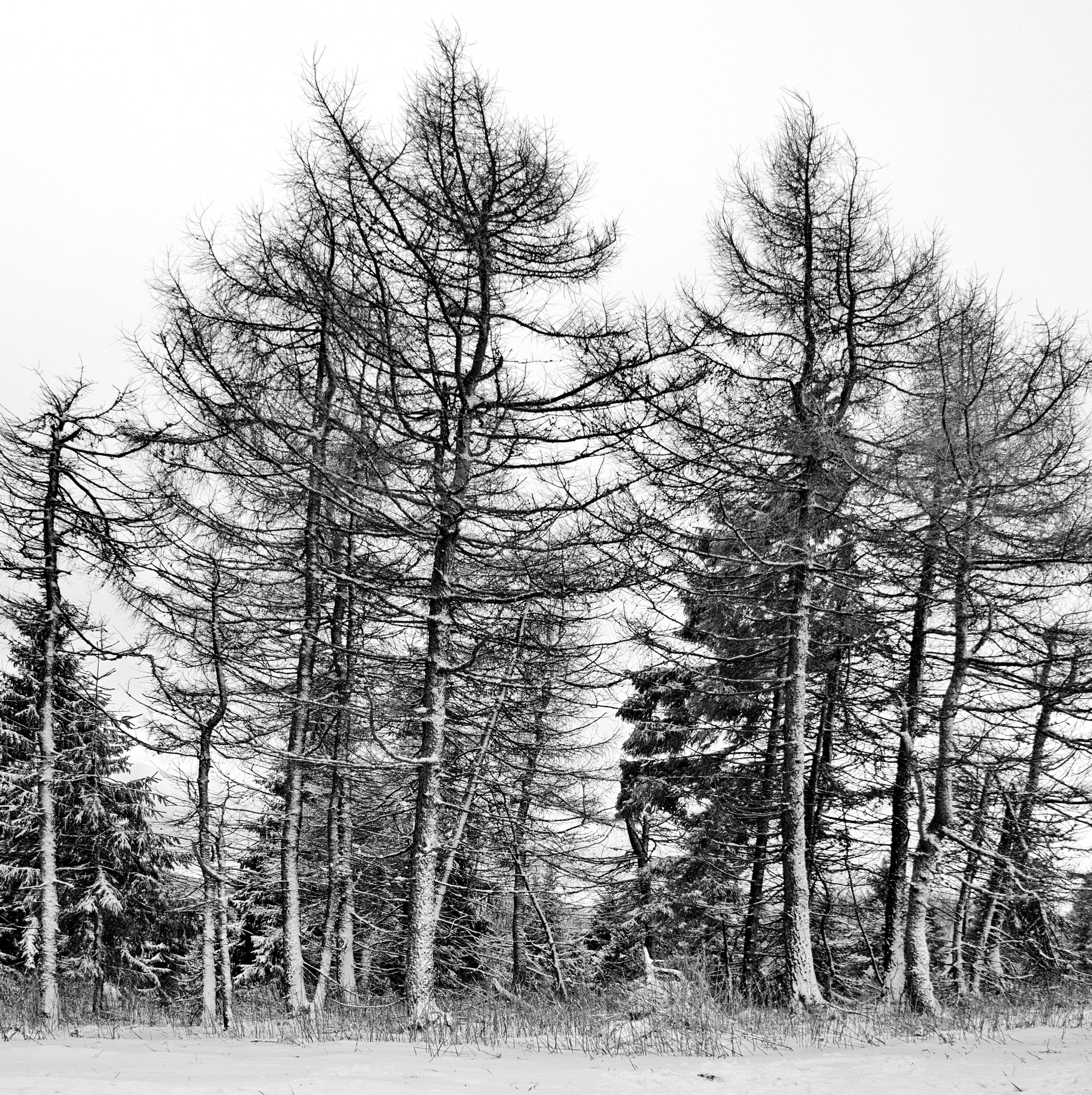 Samsung NX20 sample photo. Winter photography