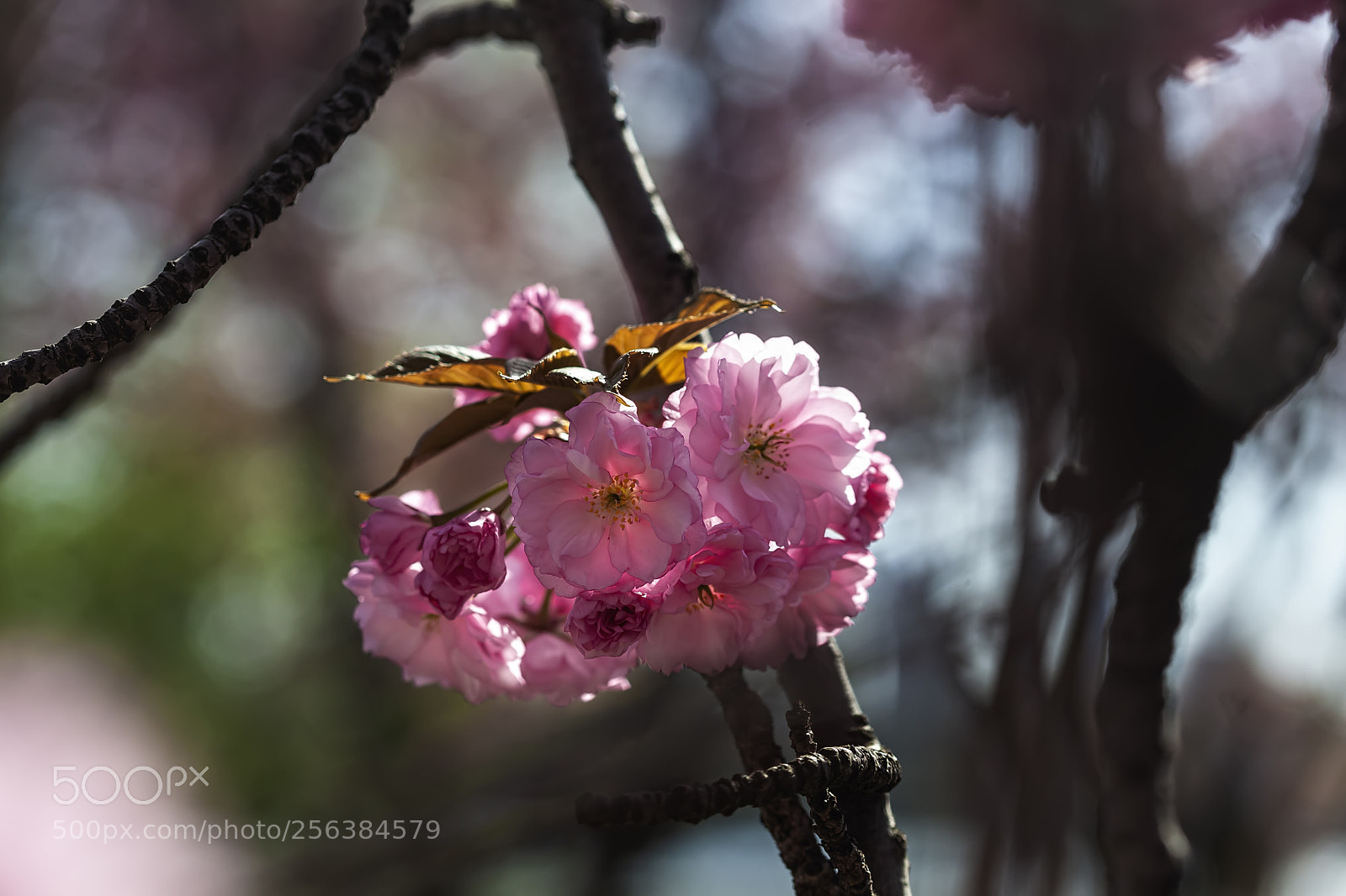 Canon EOS 5D Mark II sample photo. Cherry blossoms photography