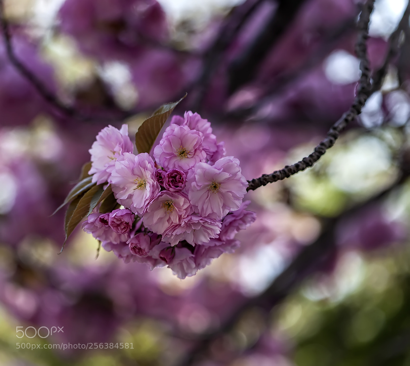 Canon EOS 5D Mark II sample photo. Cherry blossoms photography