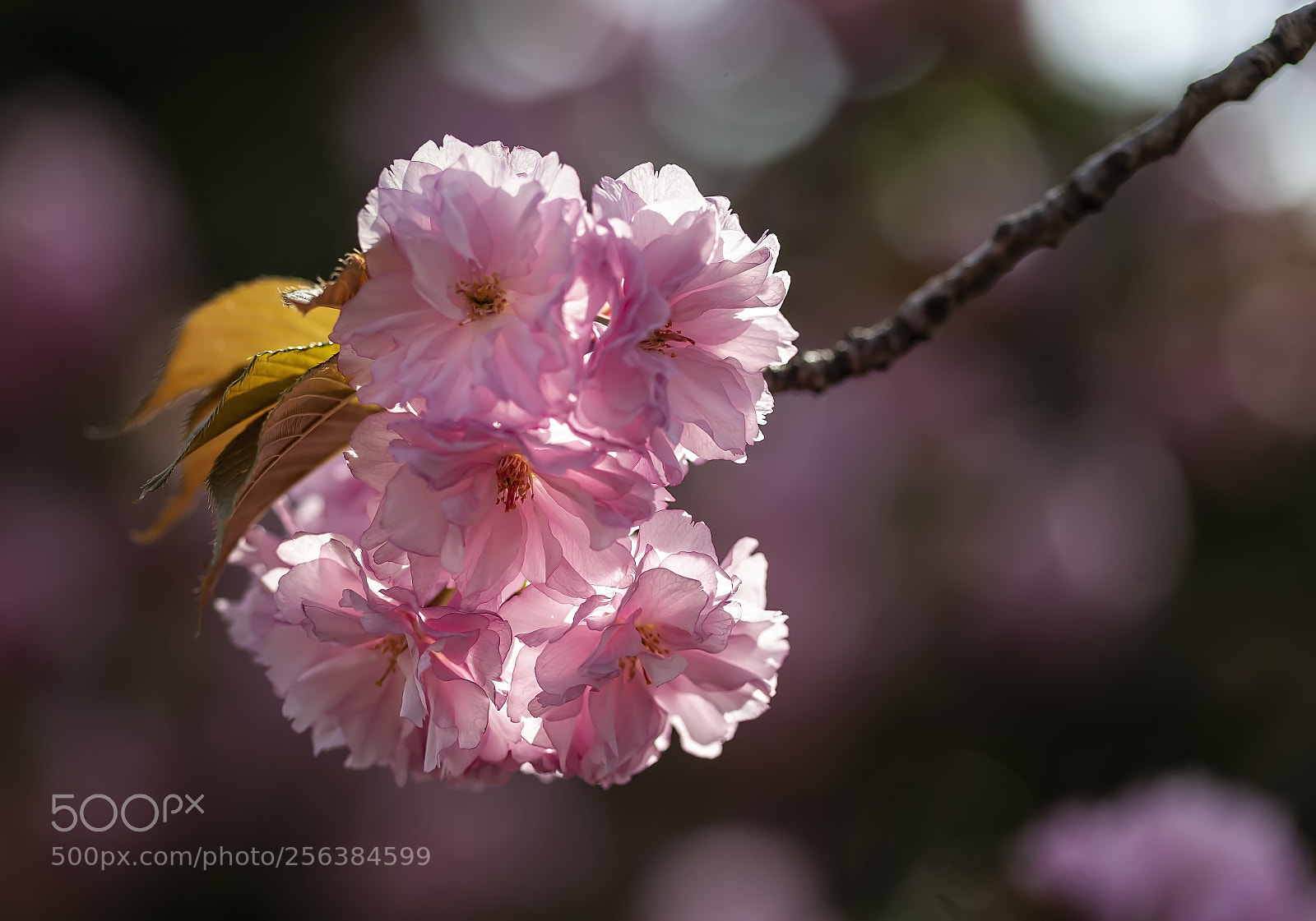Canon EOS 5D Mark II sample photo. Cherry blossoms photography