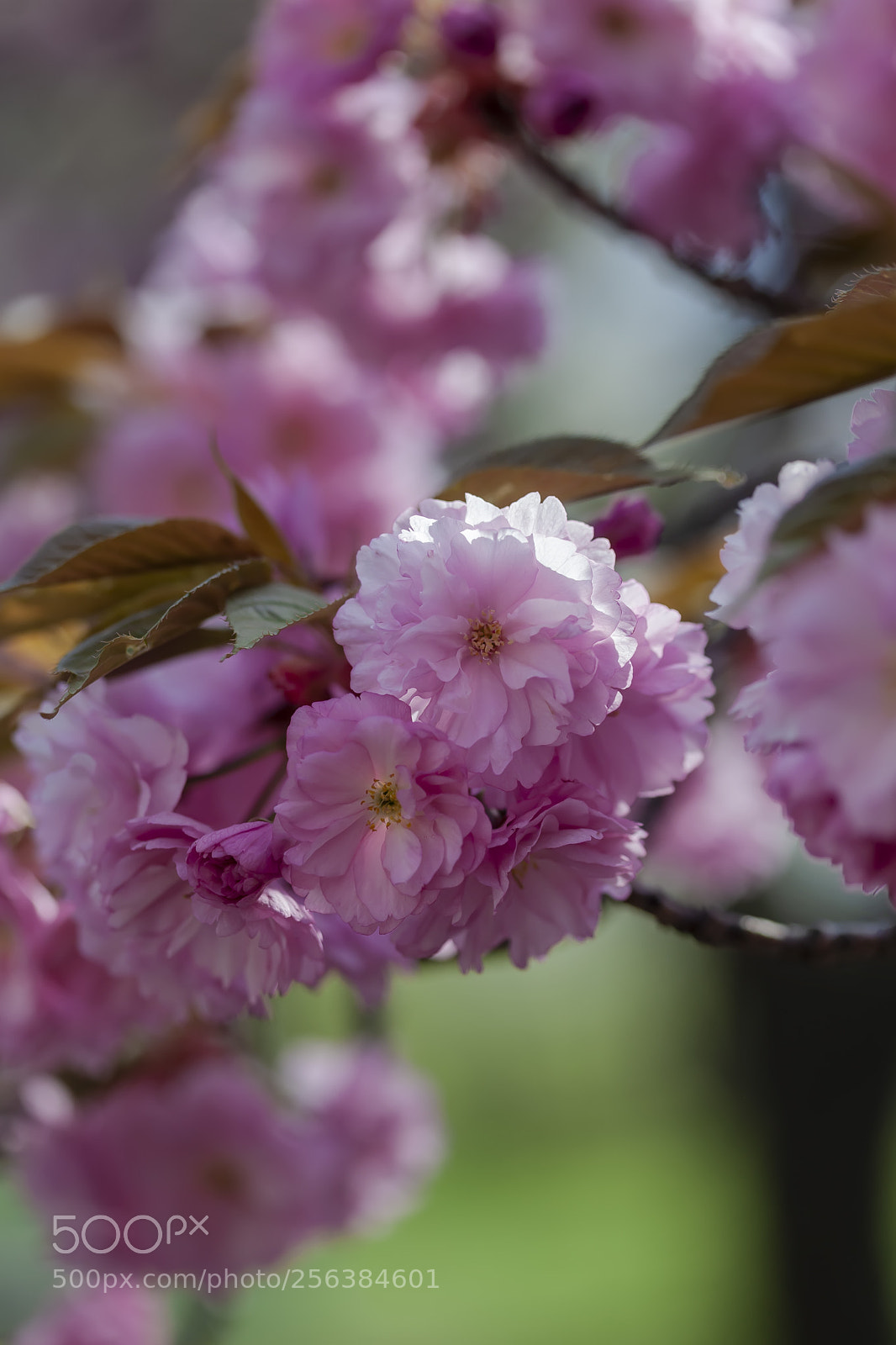 Canon EOS 5D Mark II sample photo. Cherry blossoms photography