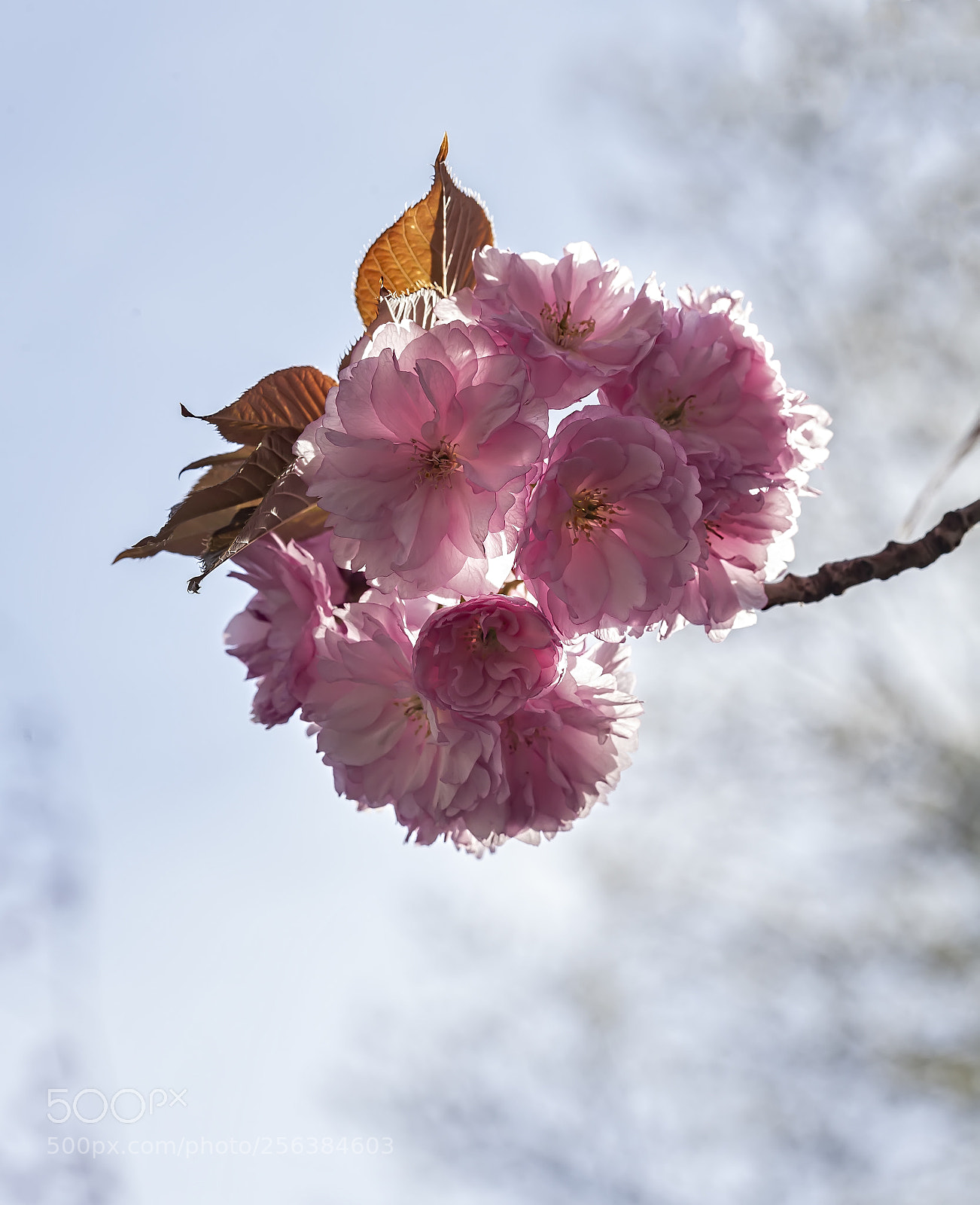 Canon EOS 5D Mark II sample photo. Cherry blossoms photography