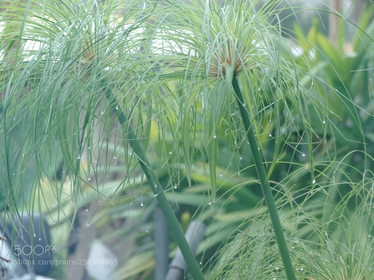 Sony Cyber-shot DSC-HX400V sample photo. Untitled photography