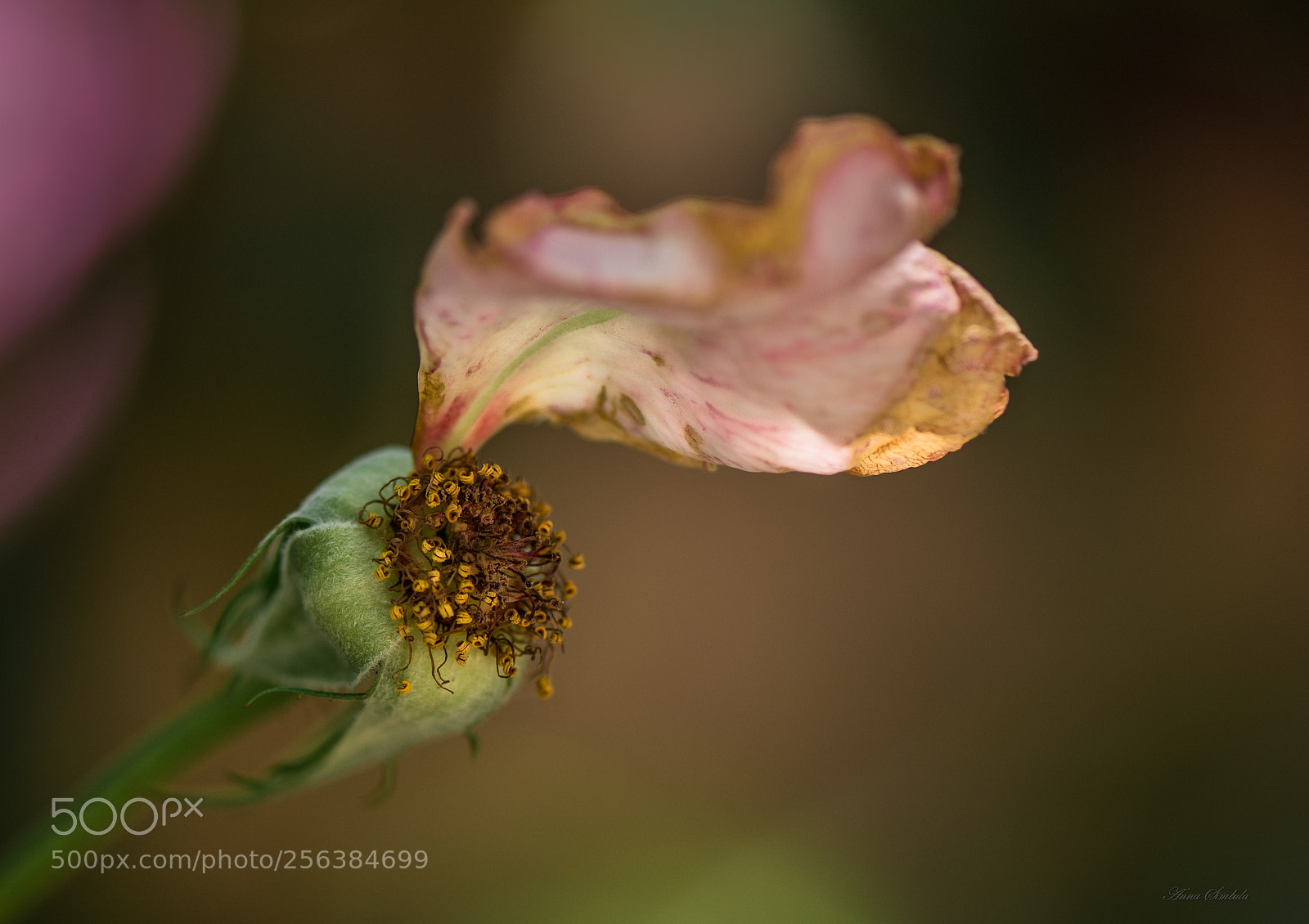 Nikon D610 sample photo. The last petal photography