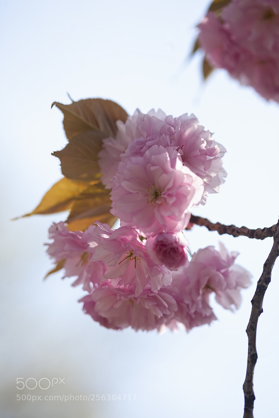 Canon EOS 5D Mark II sample photo. Cherry blossoms photography