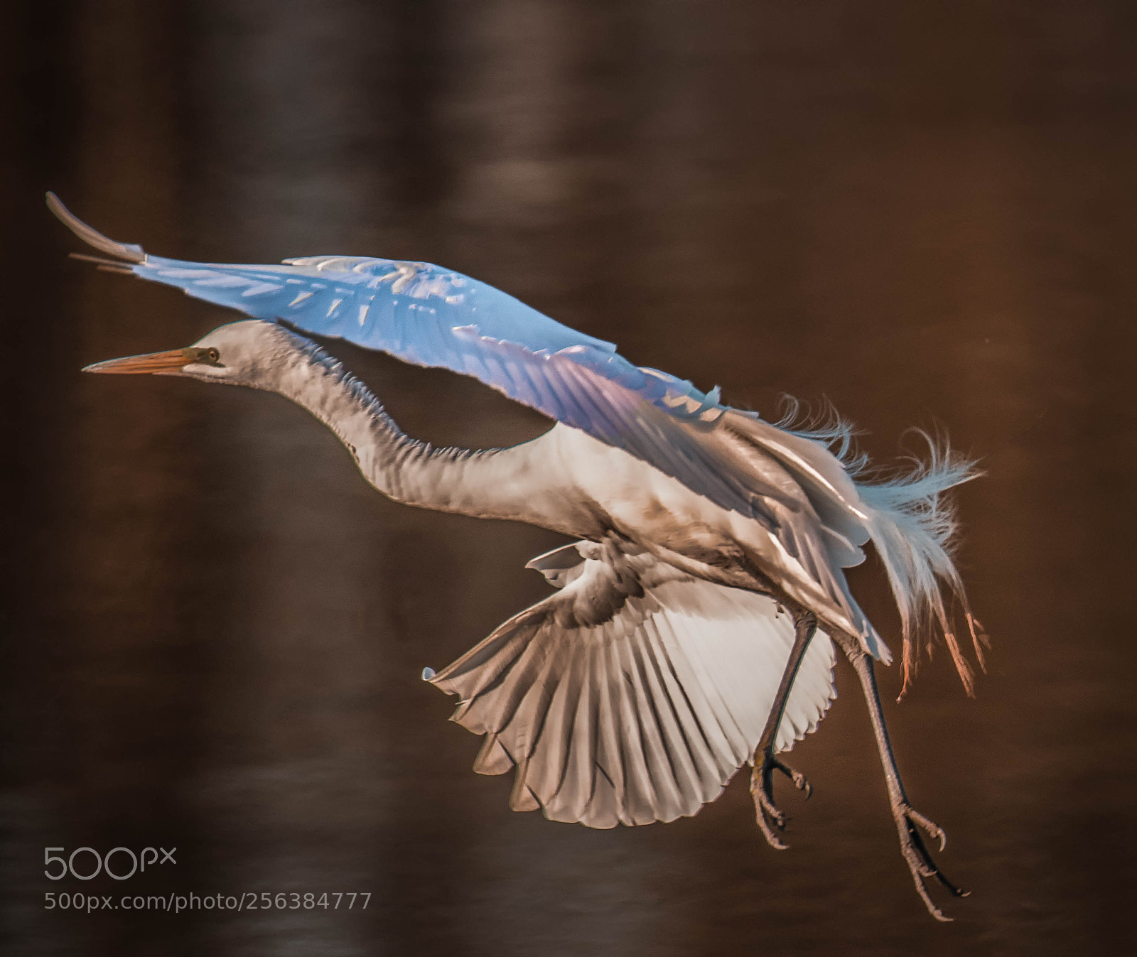 Nikon D850 sample photo. Egret posing! photography