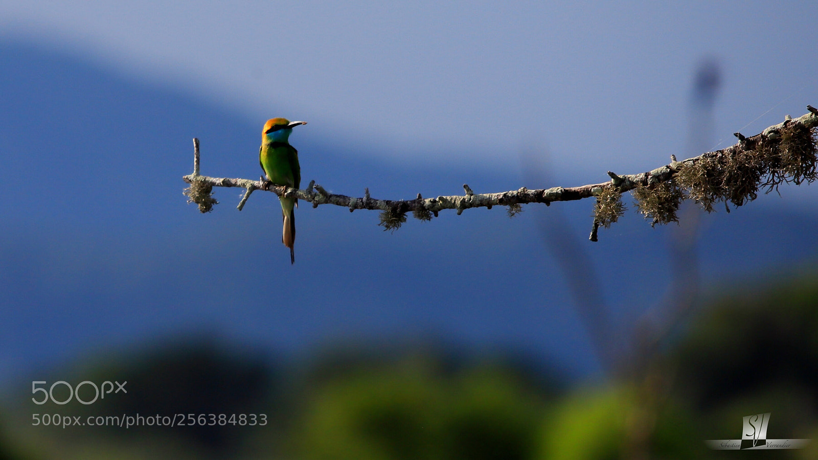 Canon EOS 6D Mark II sample photo. Bee eater photography