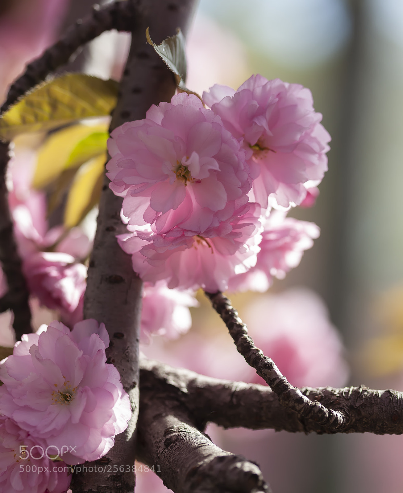 Canon EOS 5D Mark II sample photo. Cherry blossoms photography