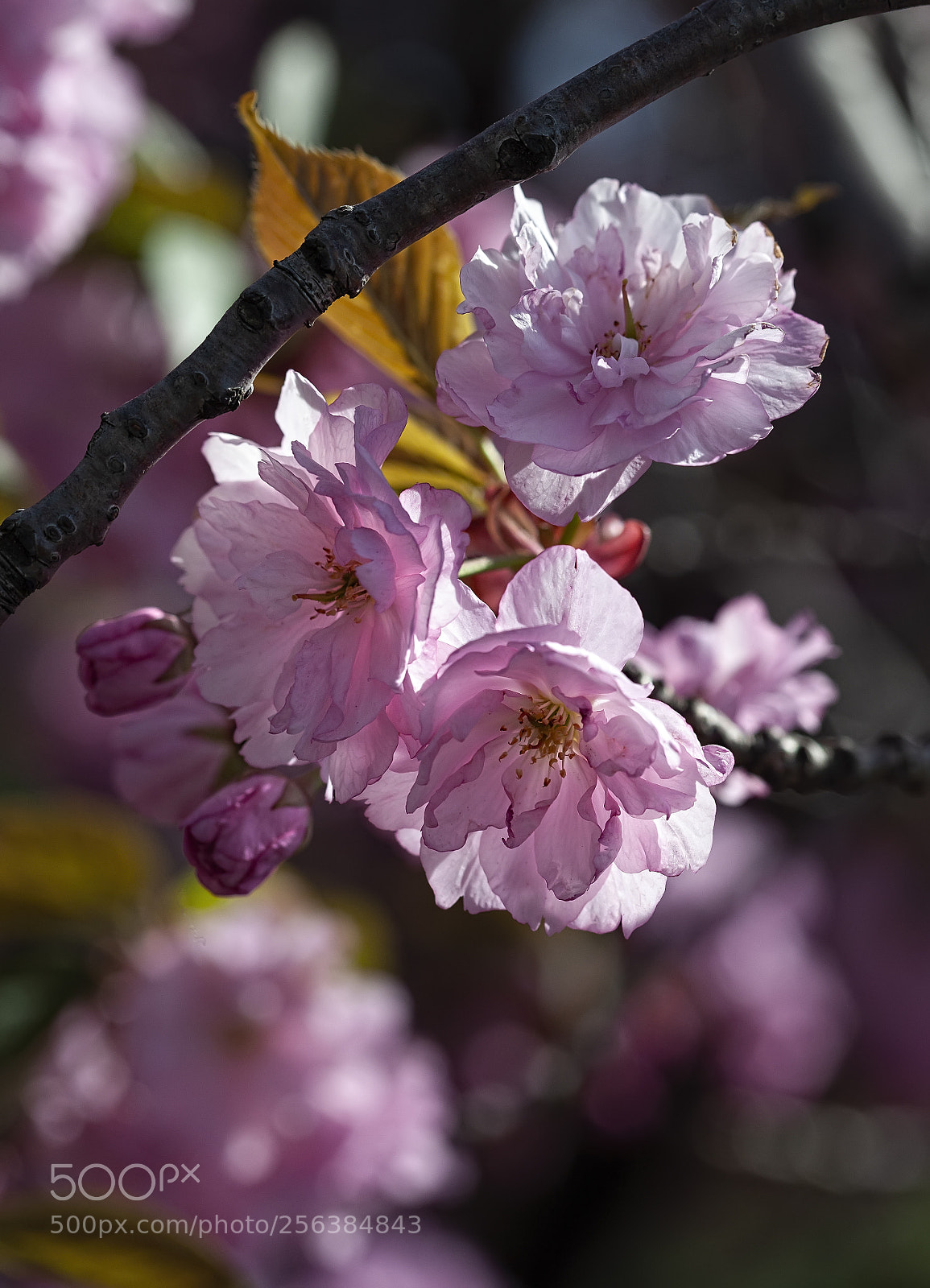 Canon EOS 5D Mark II sample photo. Cherry blossoms photography