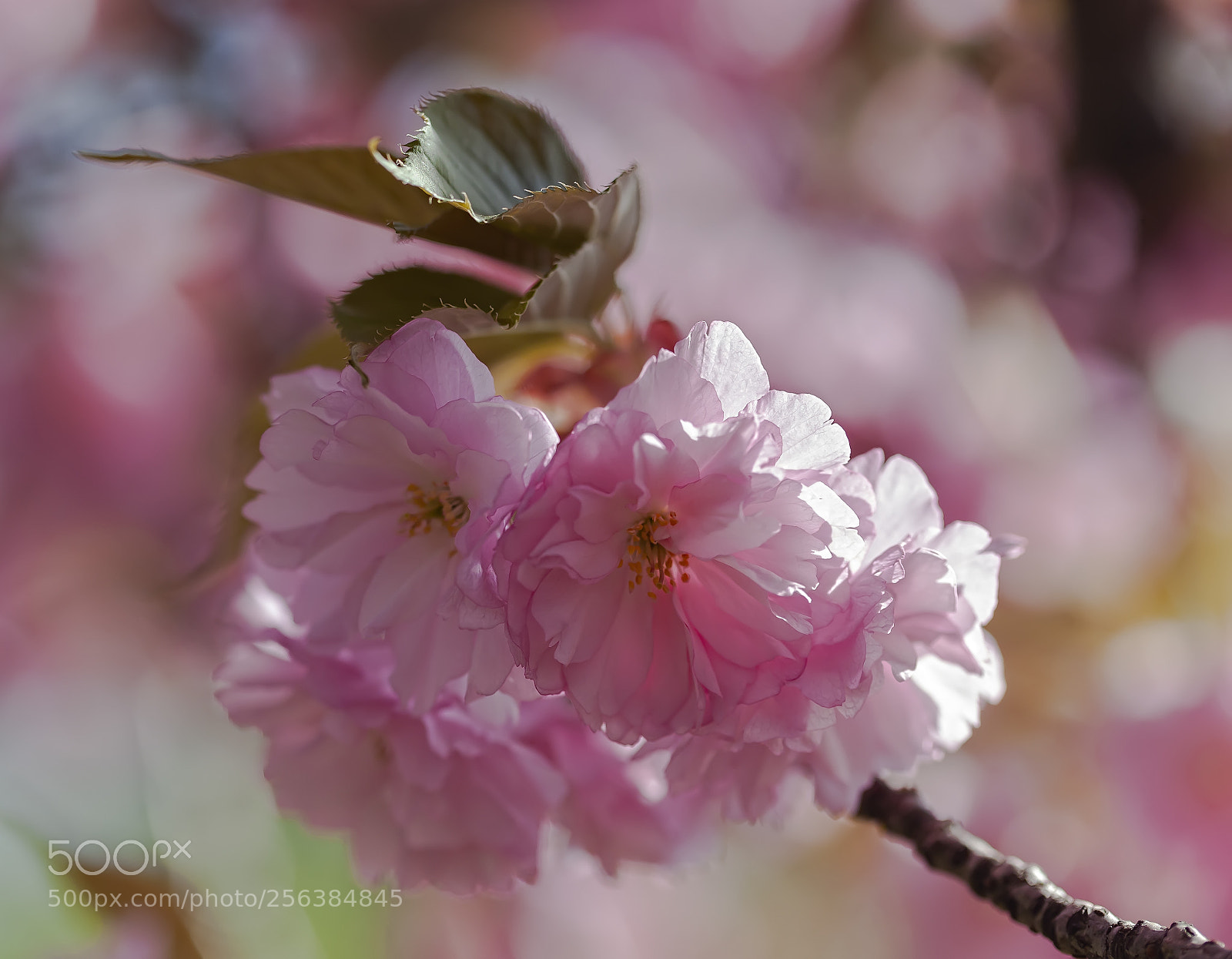 Canon EOS 5D Mark II sample photo. Cherry blossoms photography