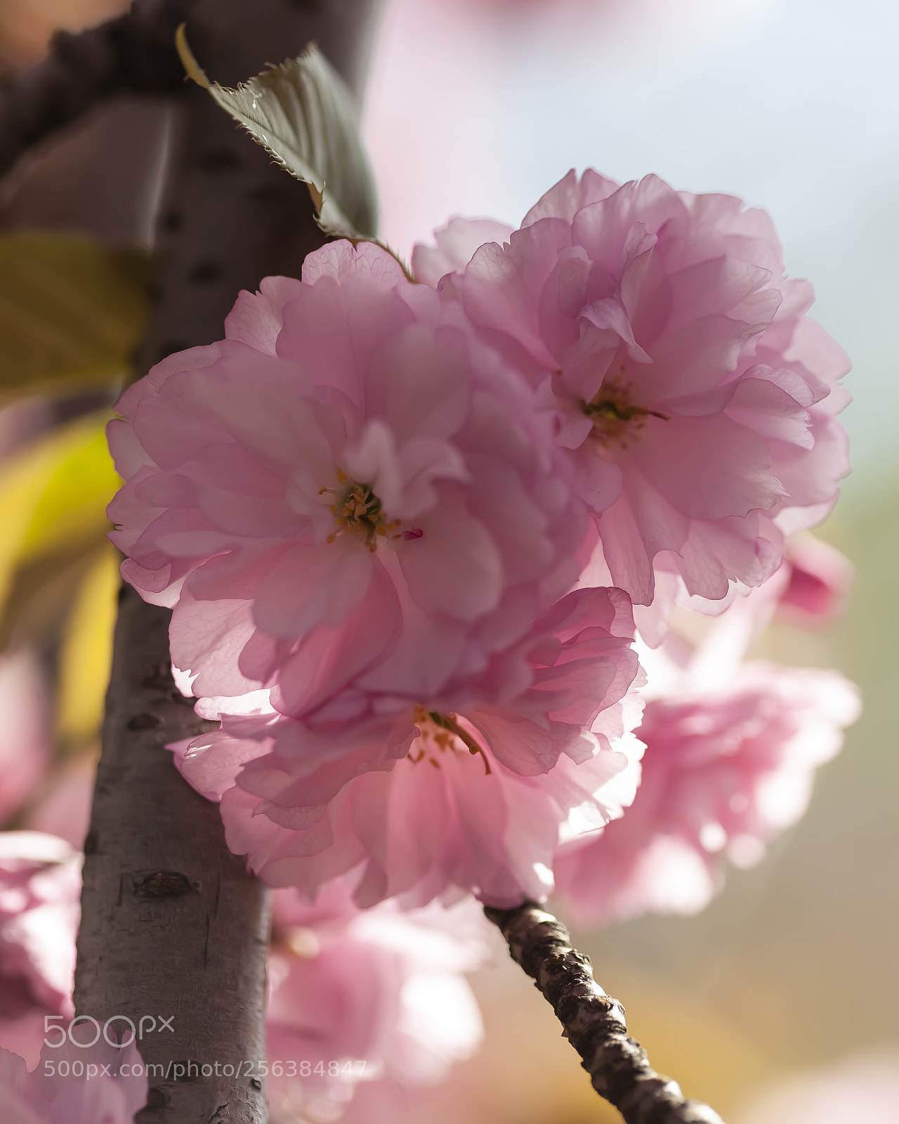 Canon EOS 5D Mark II sample photo. Cherry blossoms photography
