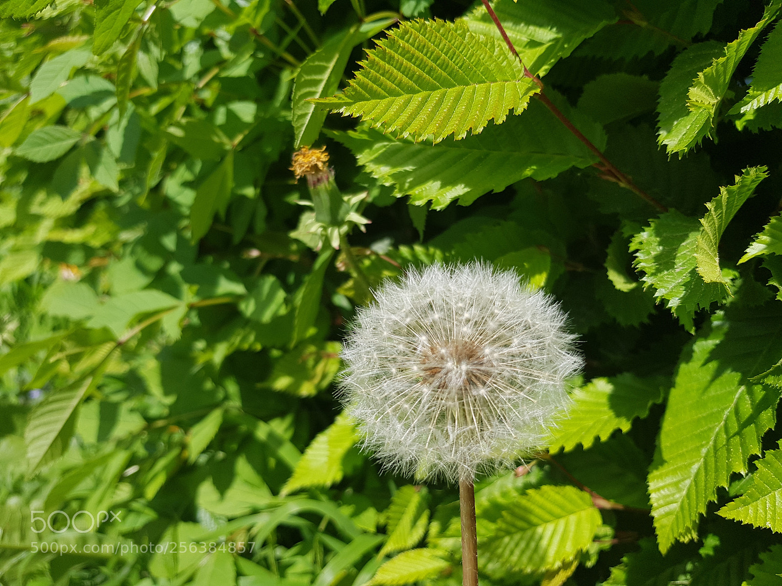 Samsung Galaxy S8 sample photo. Green day photography