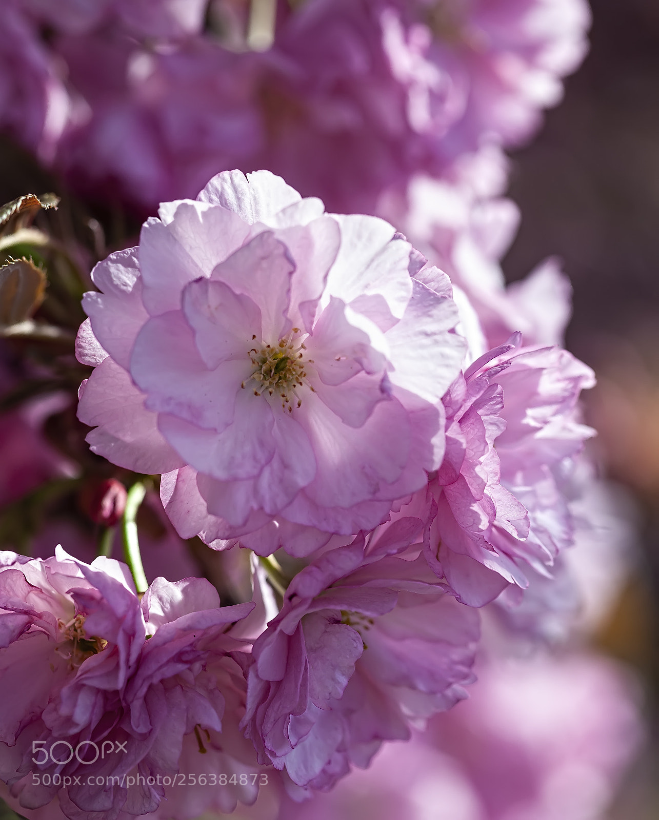Canon EOS 5D Mark II sample photo. Cherry blossoms photography