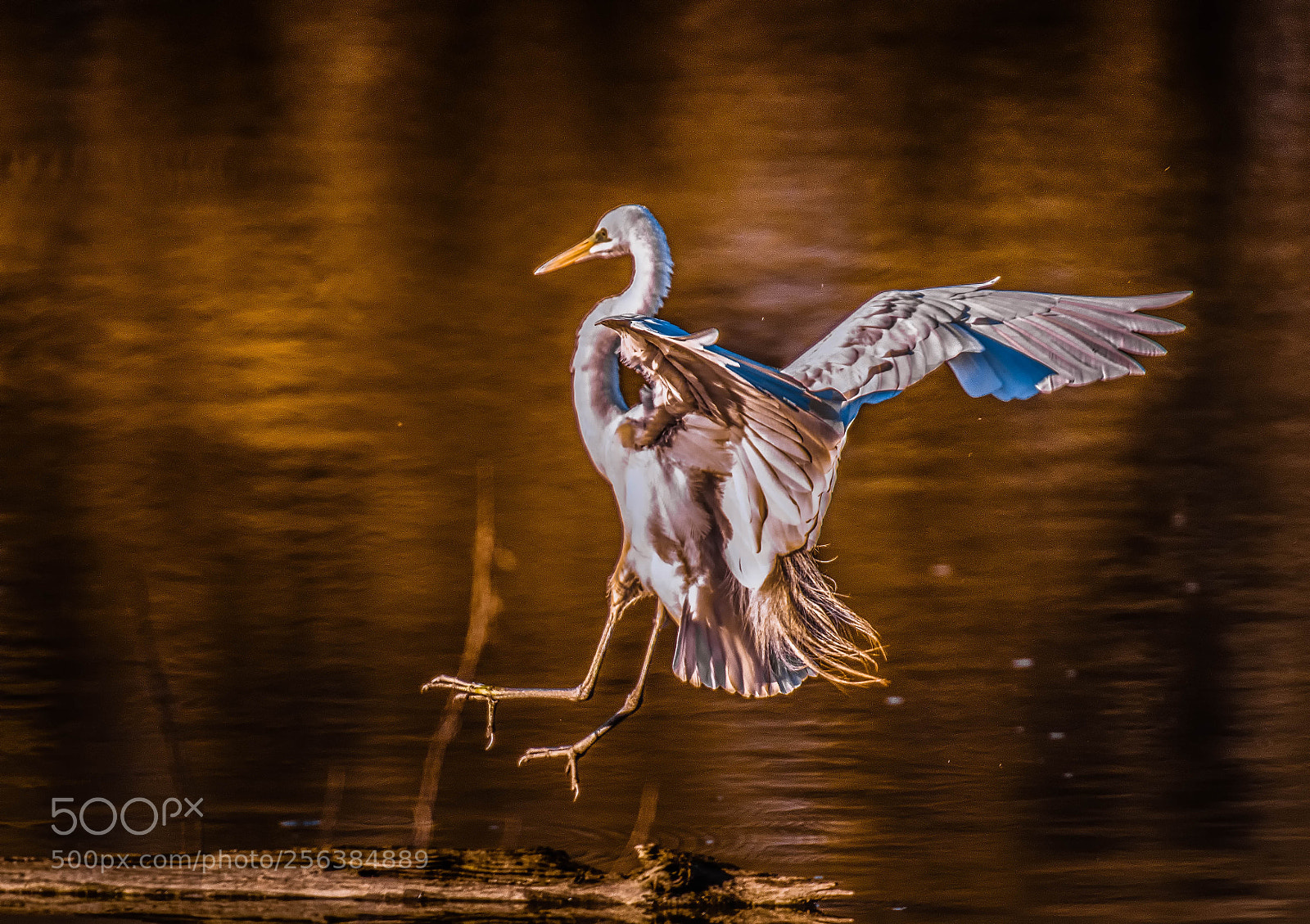 Nikon D850 sample photo. Slide landing! photography