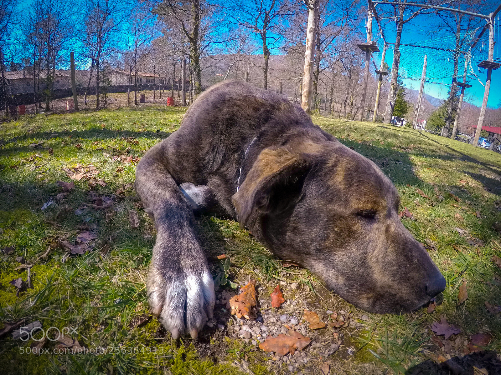 GoPro Hero5 Black sample photo. Sleepy photography