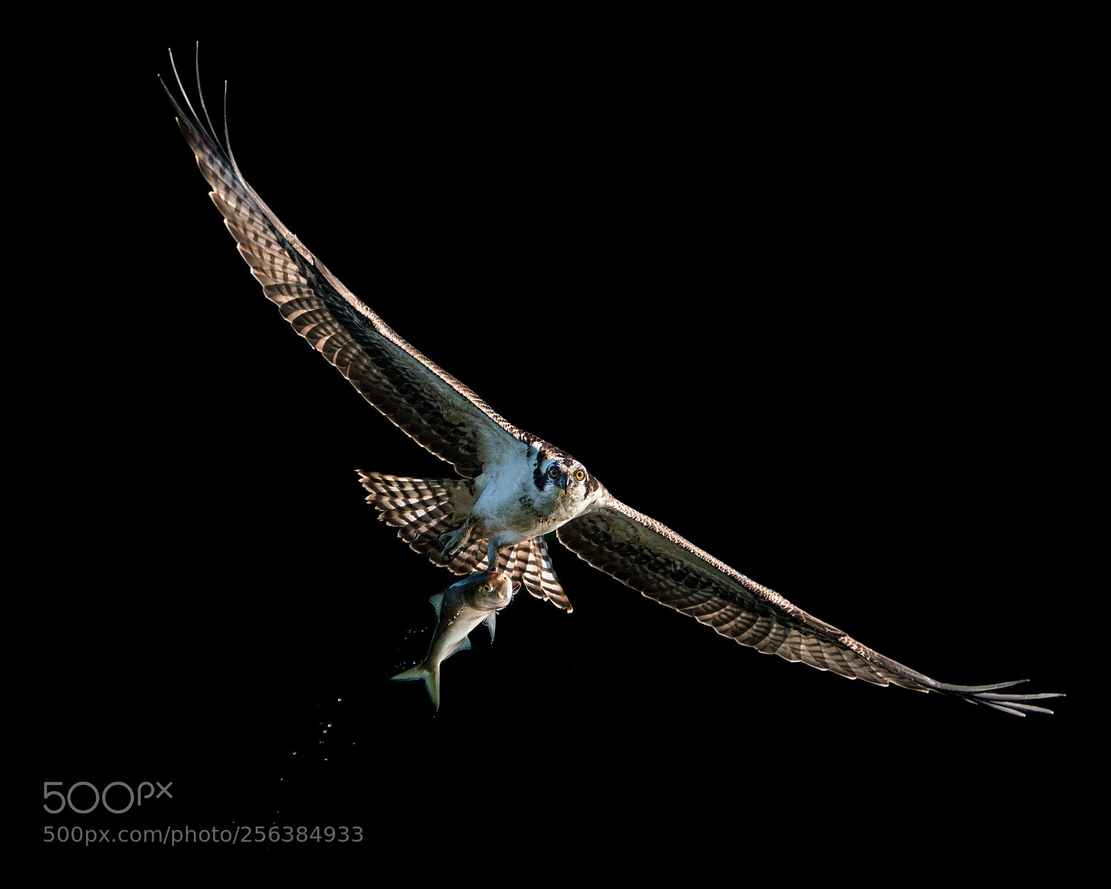 Sony a9 sample photo. Osprey catch viii photography