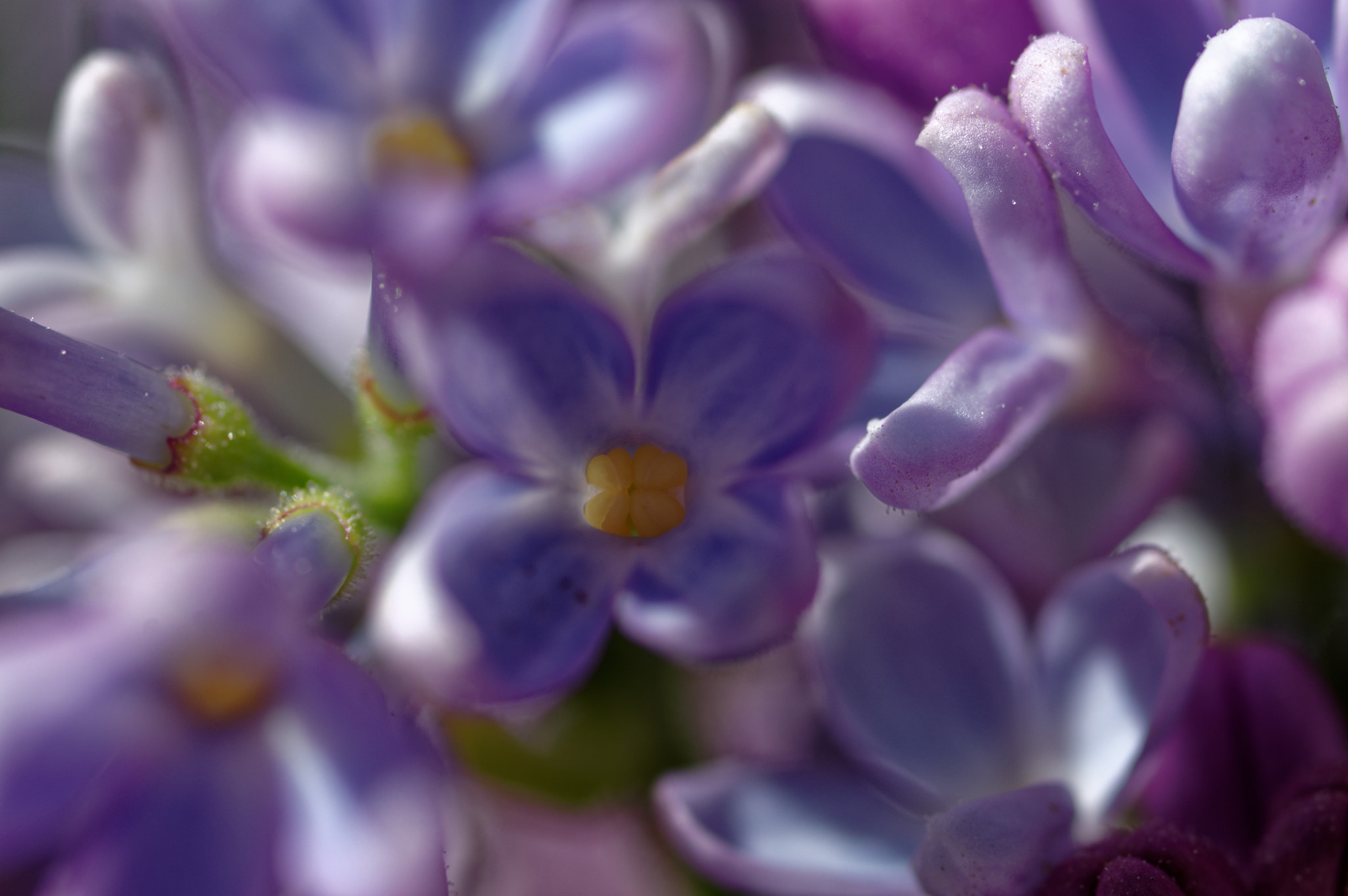 Pentax K-3 II + Pentax smc D-FA 50mm F2.8 Macro sample photo. Pentax 50 mm macro . lilac photography