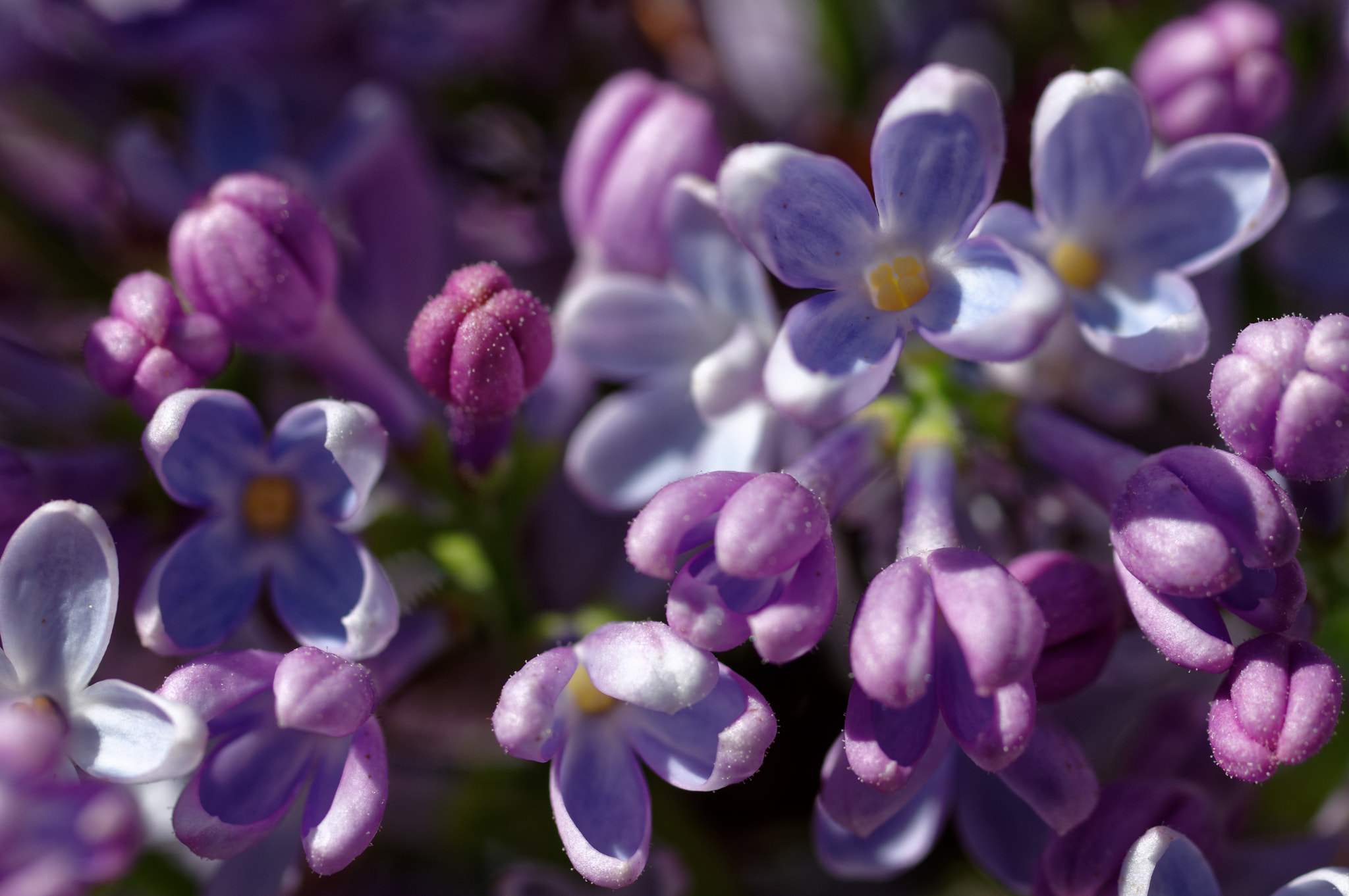 Pentax K-3 II + Pentax smc D-FA 50mm F2.8 Macro sample photo. Pentax 50 mm macro . lilac photography