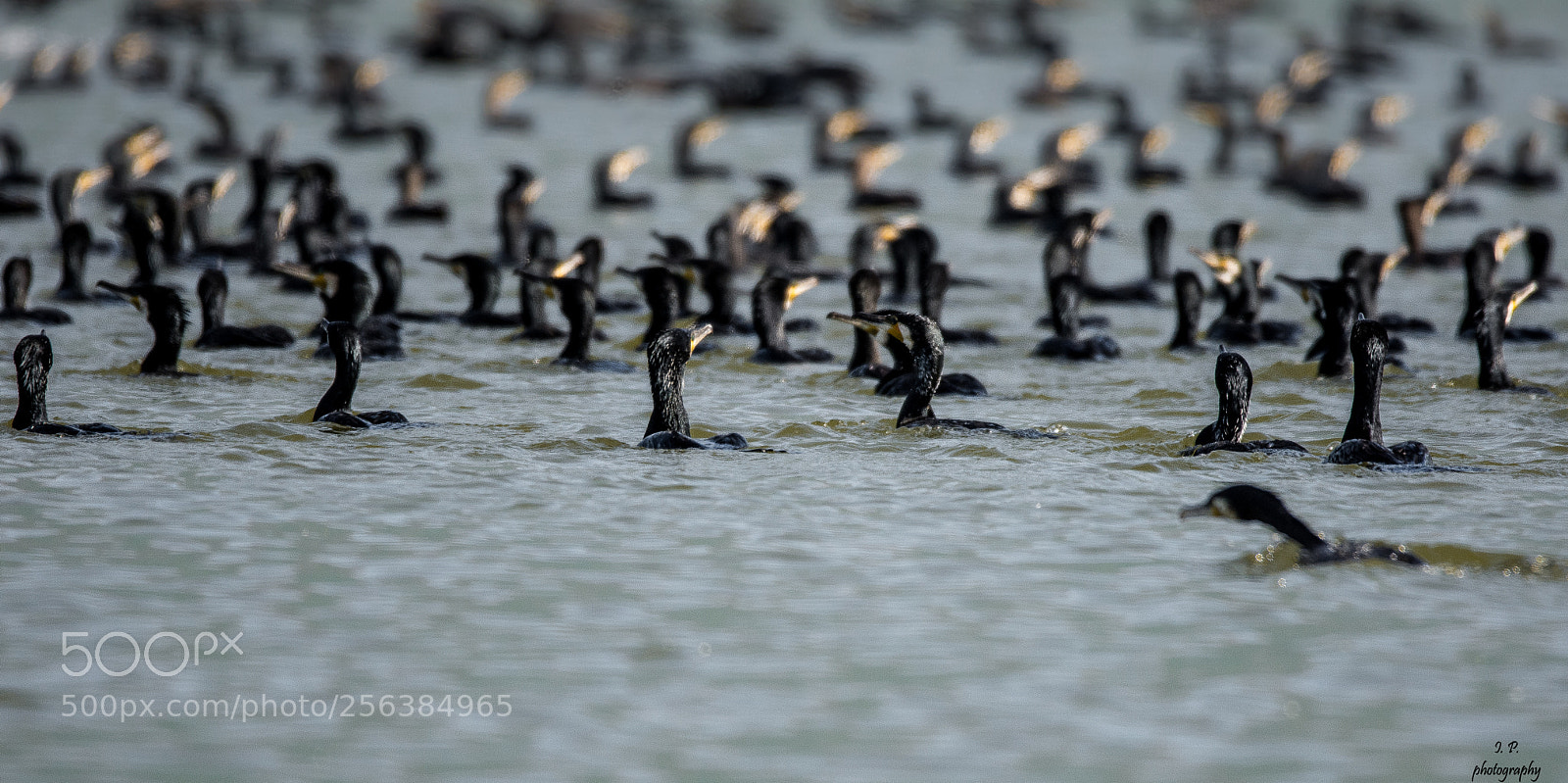 Nikon D7200 sample photo. Party time (great cormorant) photography