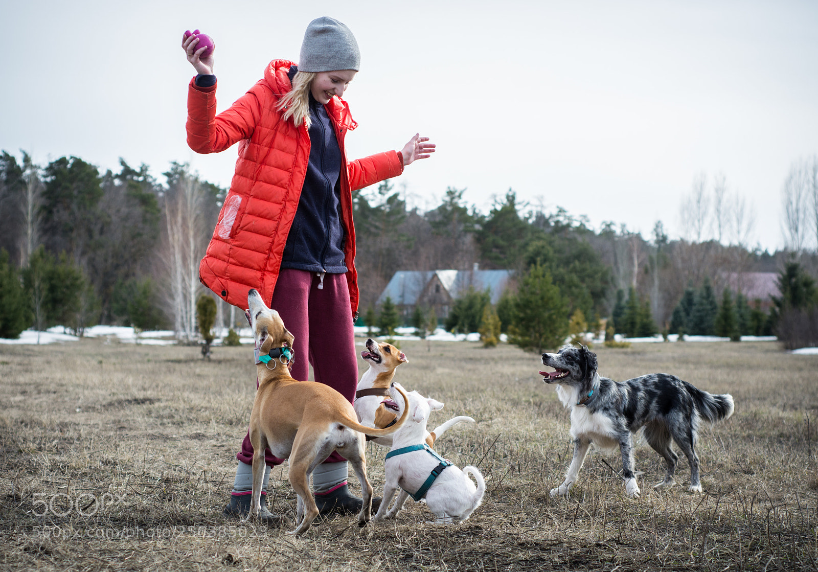 Nikon D7100 sample photo. Dog games photography