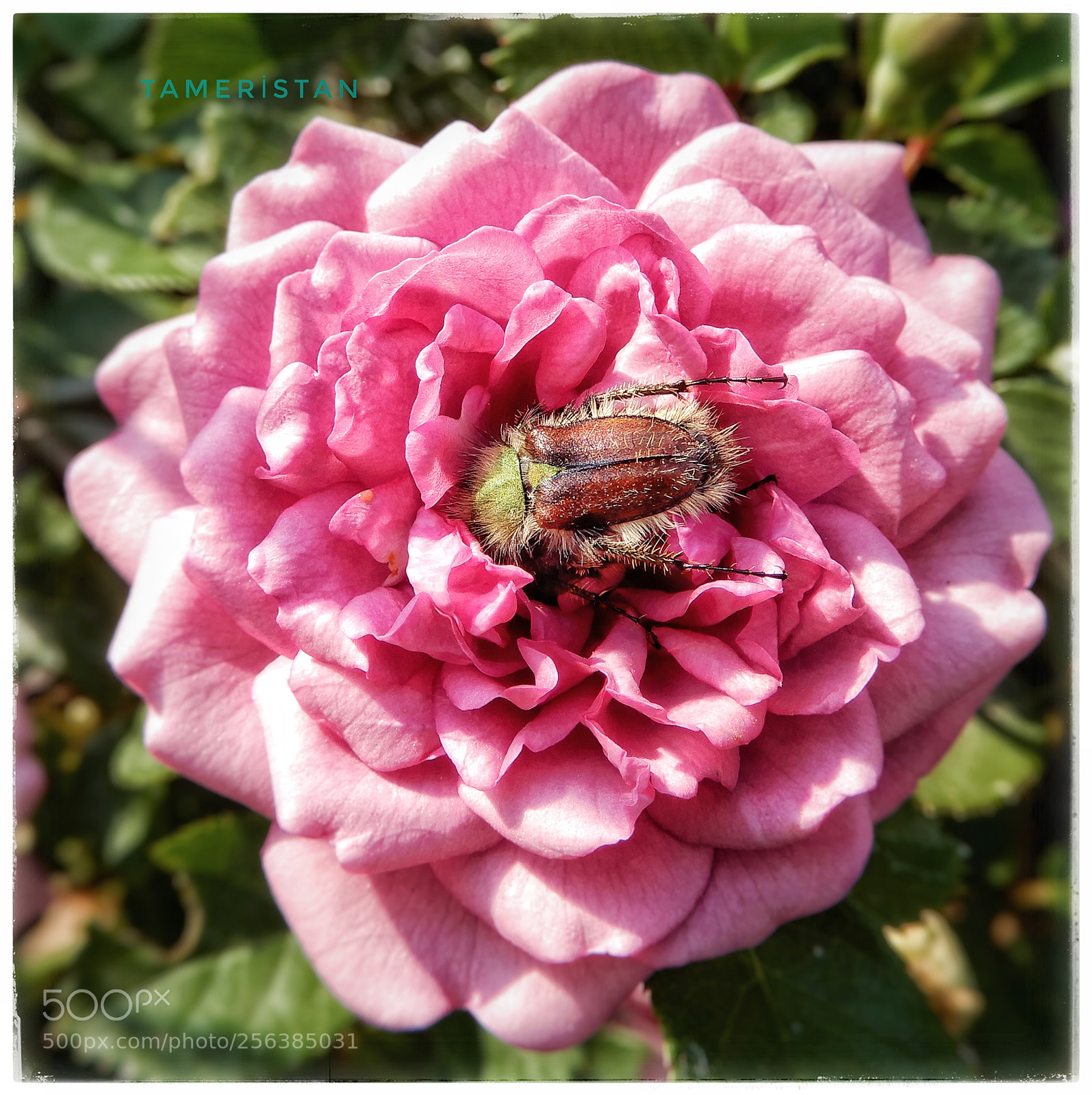 Nikon Coolpix A900 sample photo. Pink. photography