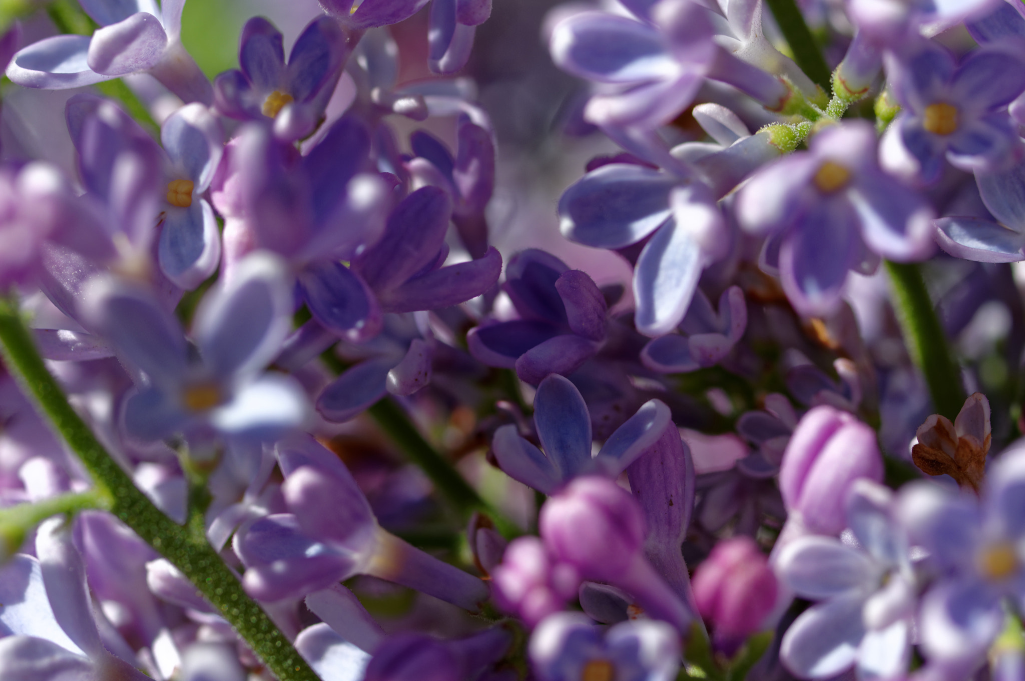 Pentax smc D-FA 50mm F2.8 Macro sample photo. Pentax 50 mm macro . lilac photography