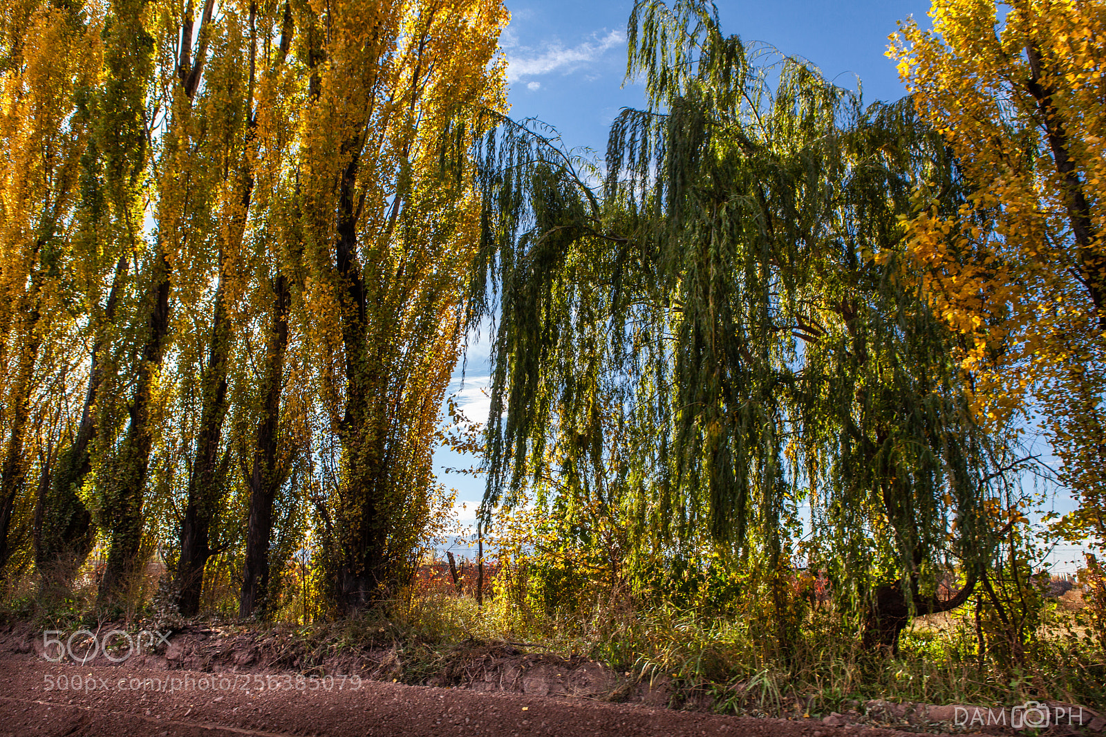 Canon EOS 5D Mark II sample photo. Arboleda photography
