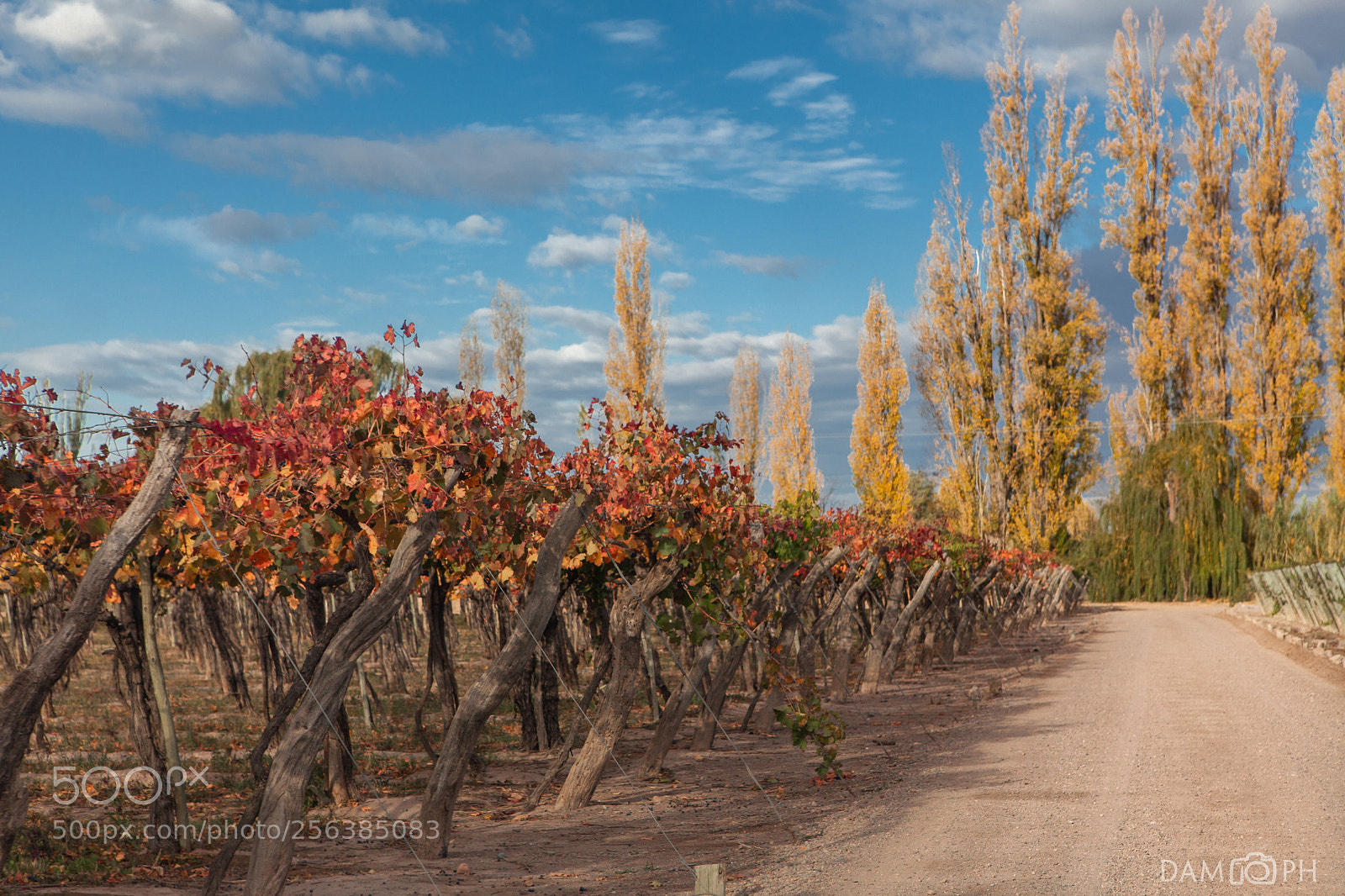 Canon EOS 5D Mark II sample photo. Amarillos photography