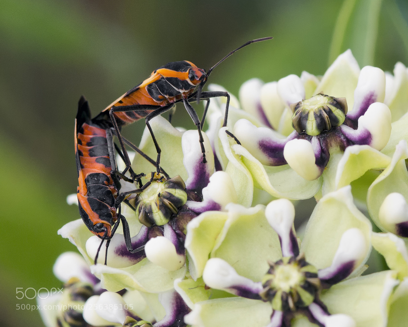Nikon D800 sample photo. Making milkweed bugs photography