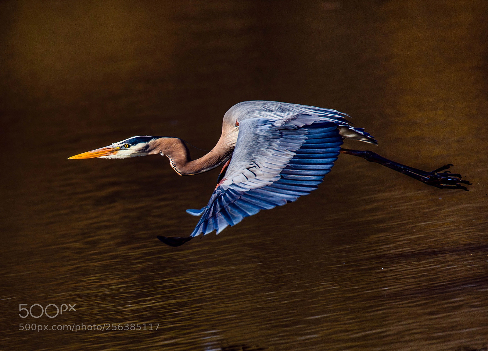 Nikon D850 sample photo. Blue heron coasting! photography