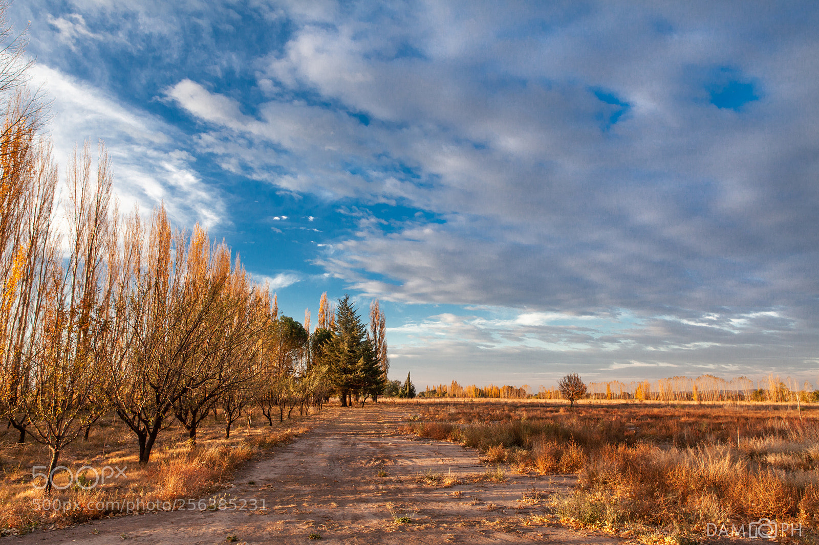 Canon EOS 5D Mark II sample photo. Campos dorados photography
