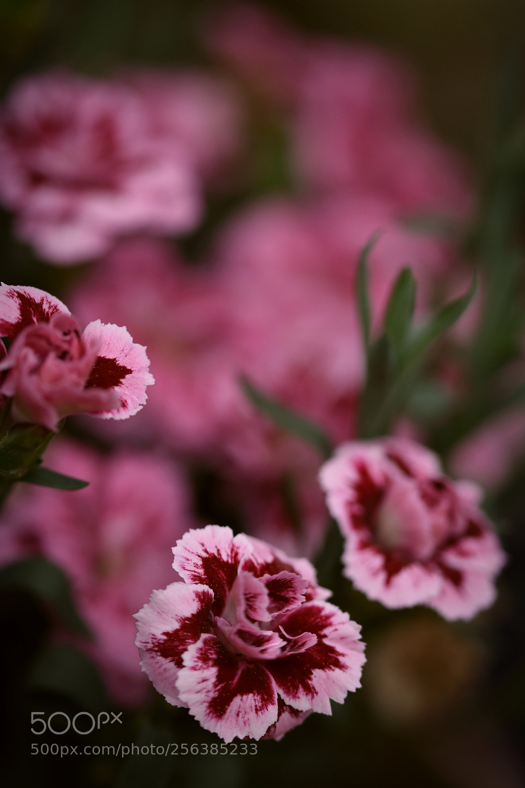 Nikon D5500 sample photo. Nelke * in klein* photography
