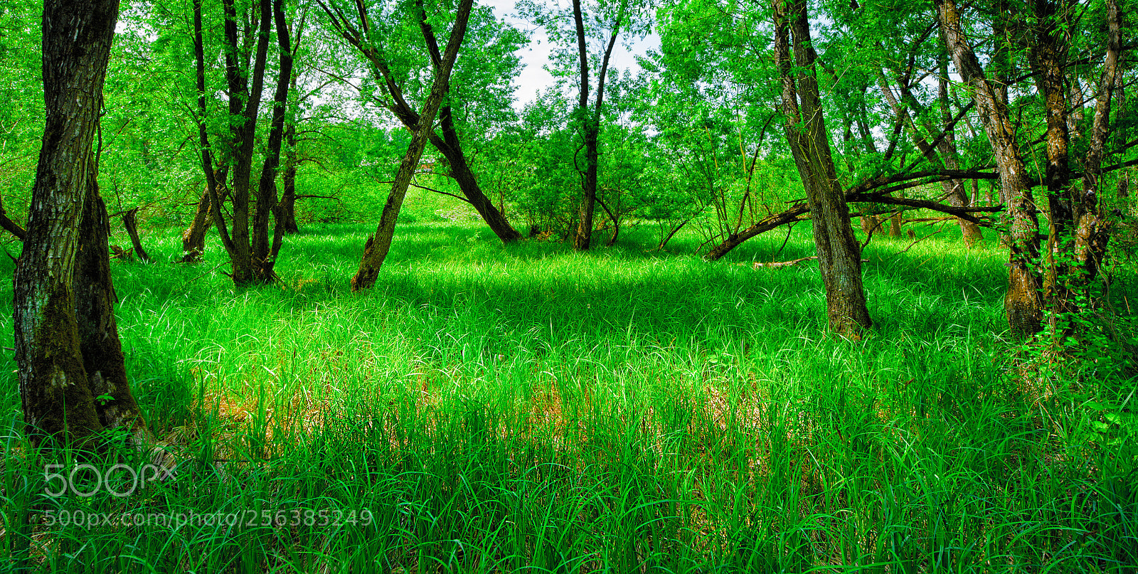 Nikon D700 sample photo. Genuine nature pt.2 photography