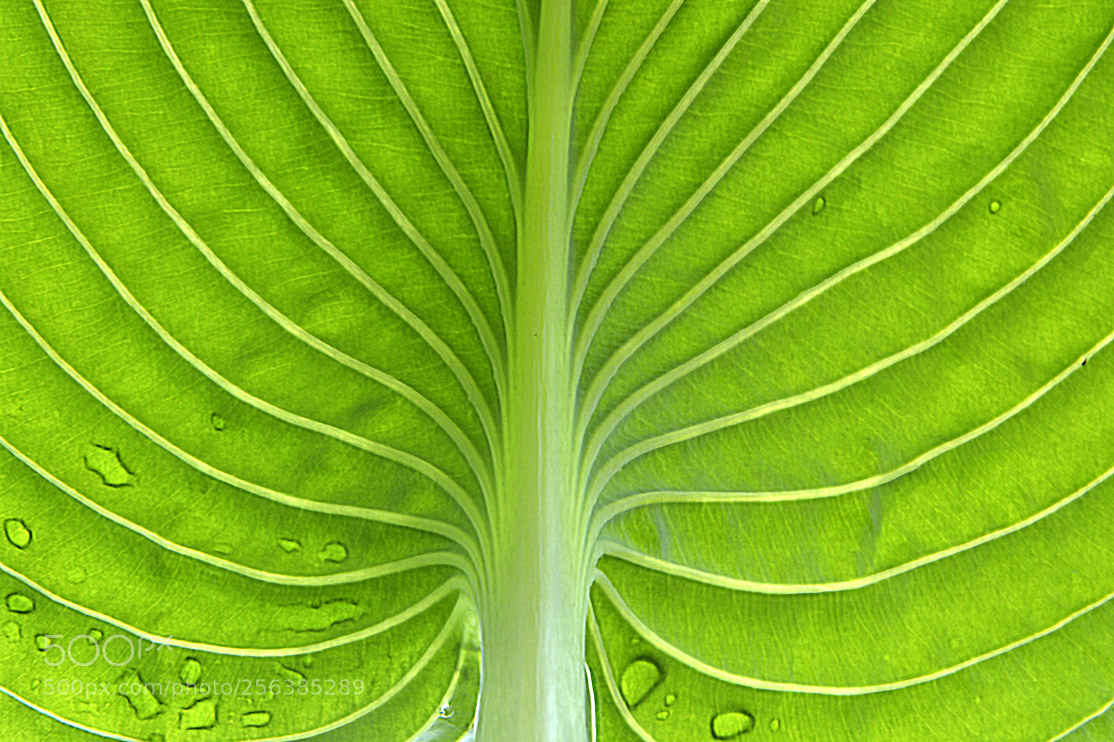 Nikon D5200 sample photo. Geometrical nature photography