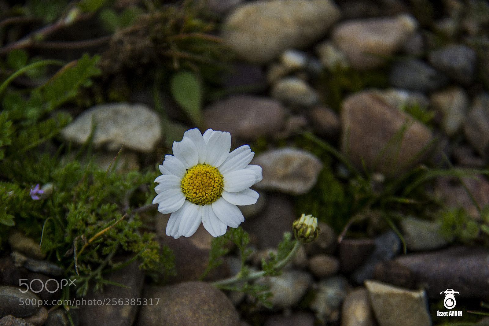 Canon EOS 600D (Rebel EOS T3i / EOS Kiss X5) sample photo. Daisy photography