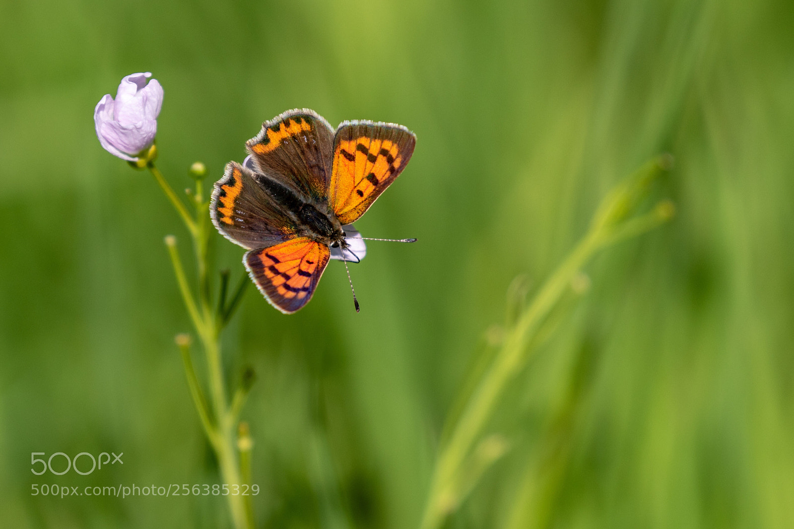 Canon EOS 7D Mark II sample photo. Small copper photography