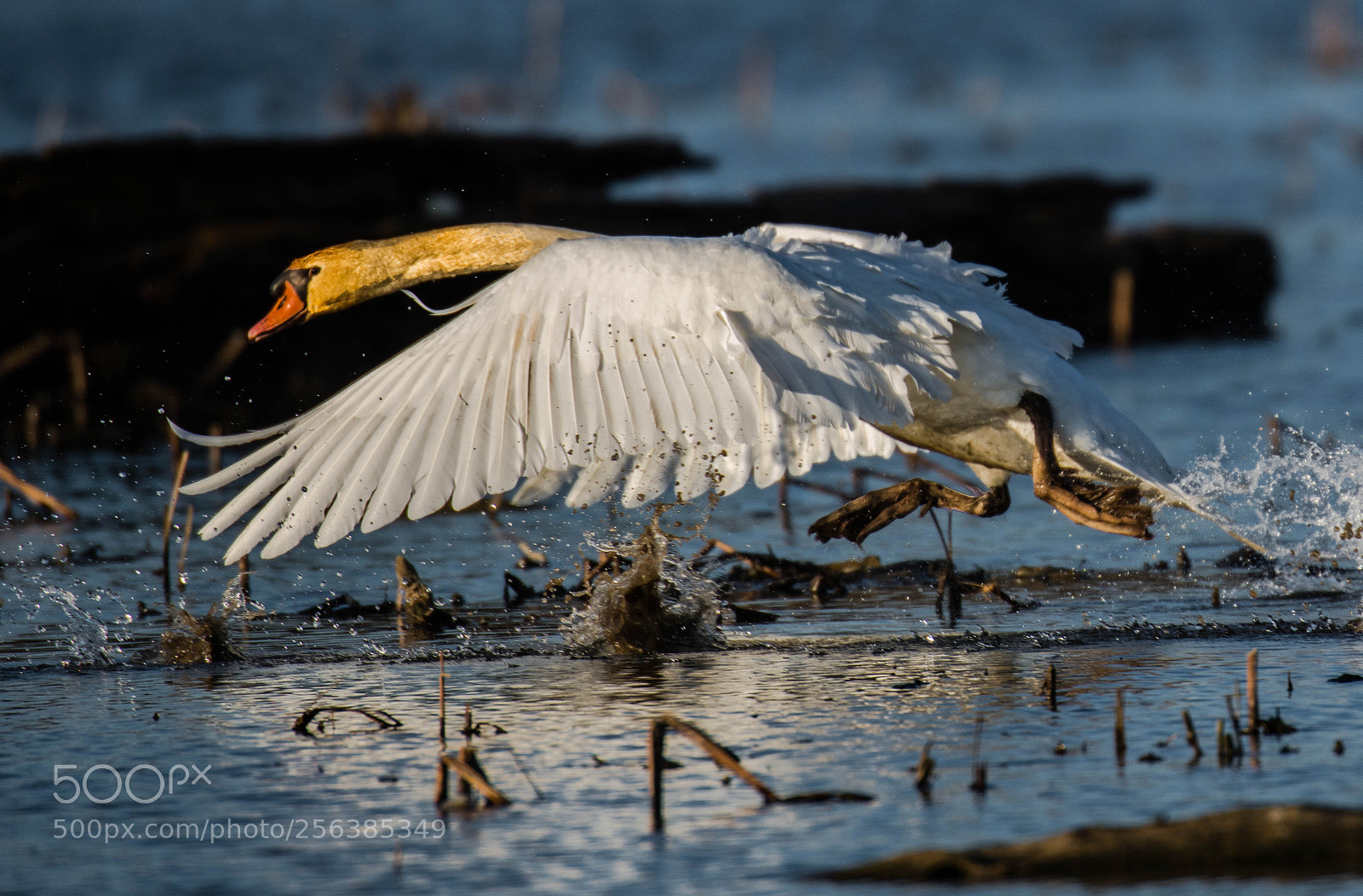 Nikon D850 sample photo. Swan lifting off! photography